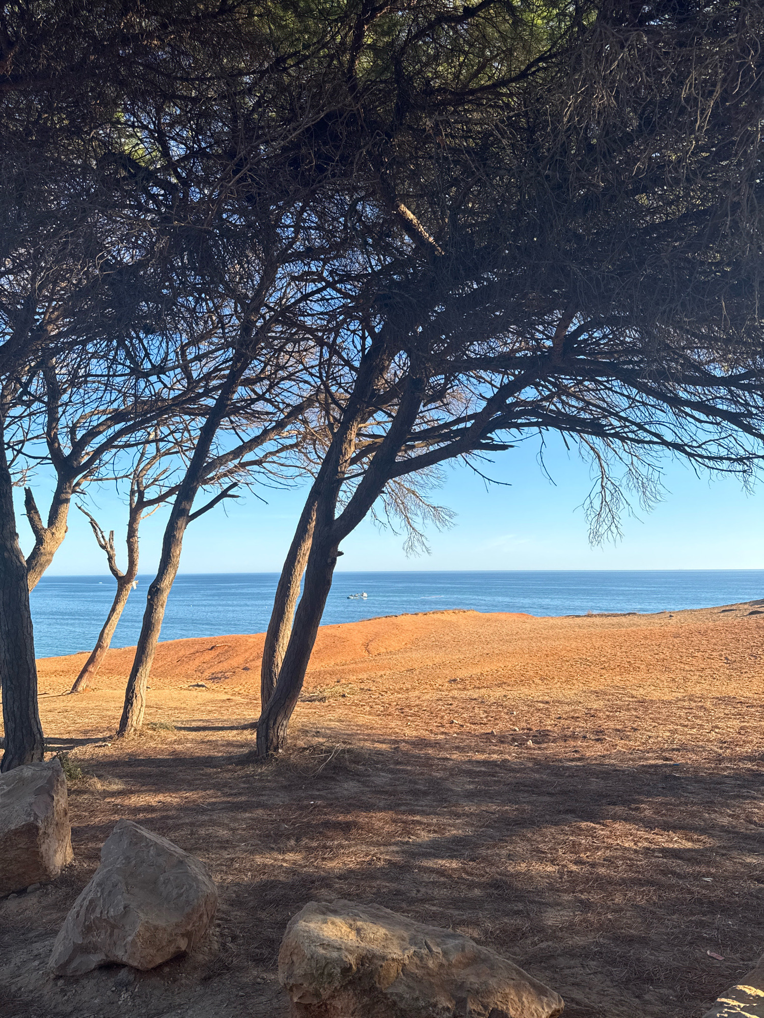 The image depicts a view from beneath the canopy of sparse pine trees towards the ocean. The foreground shows the sandy ground with scattered pine needles and rocks. Several tree trunks, bare of most foliage, are visible in the middle ground, leaning towards the right. Beyond the trees, an expanse of orange-red sand forms a gentle slope leading down to a calm, blue ocean. The horizon is a clear blue sky. A small white boat is visible on the water in the distance, and what appears to be a small boat or buoy is closer to the shore. The scene is set on a cliff edge overlooking the sea, consistent with the coastal topography of Albufeira, Portugal. The light suggests it is late afternoon or early morning. There are no people visible in the image.