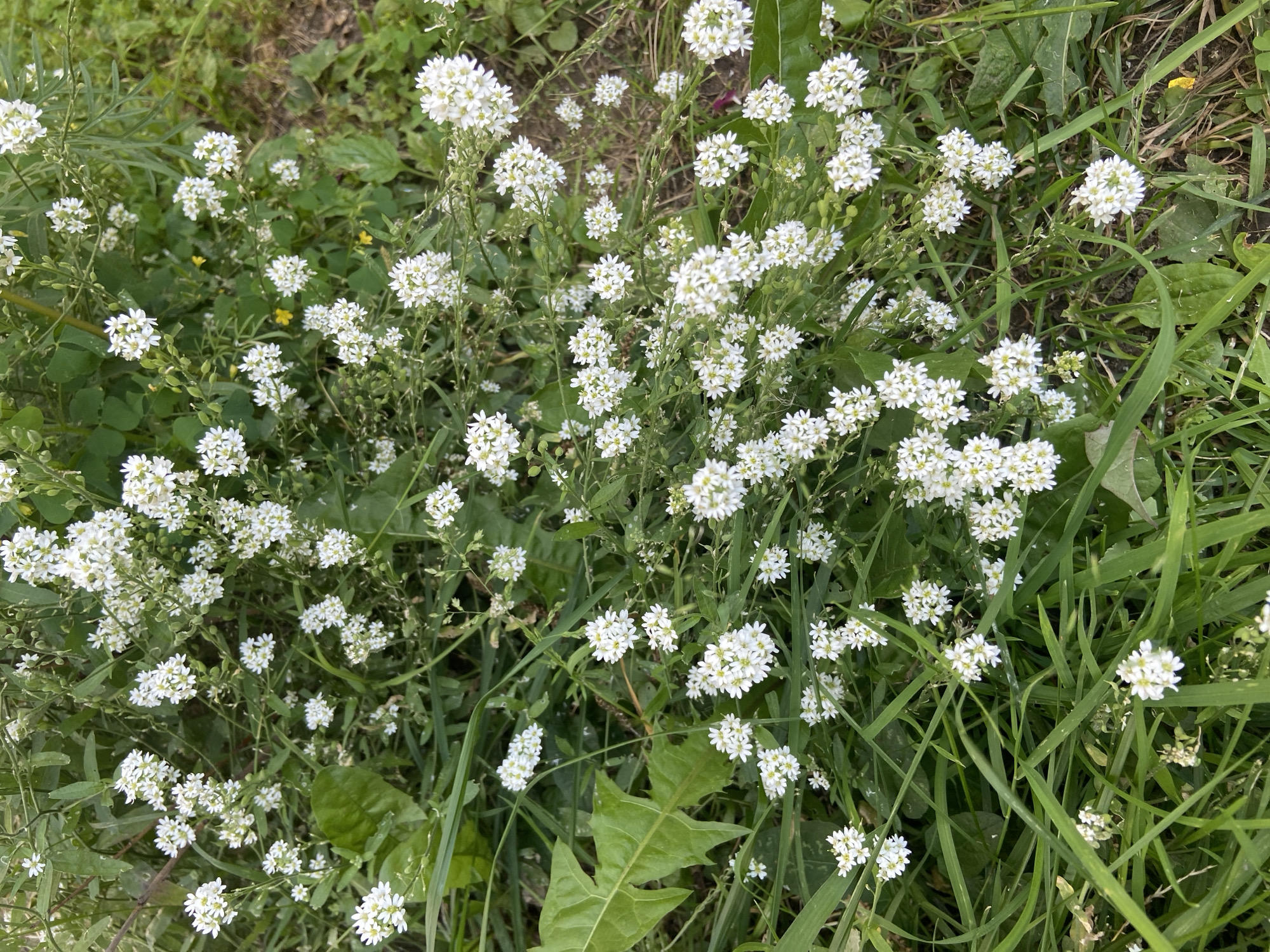 A close-up, overhead shot captures a dense cluster of small white flowers with yellow centers, blooming amidst lush green grass and foliage. The flowers are arranged in clusters, with some individual blossoms scattered throughout. The background consists of earthy tones, suggesting an outdoor setting. This image was taken in the city of Balashikha, Russia.