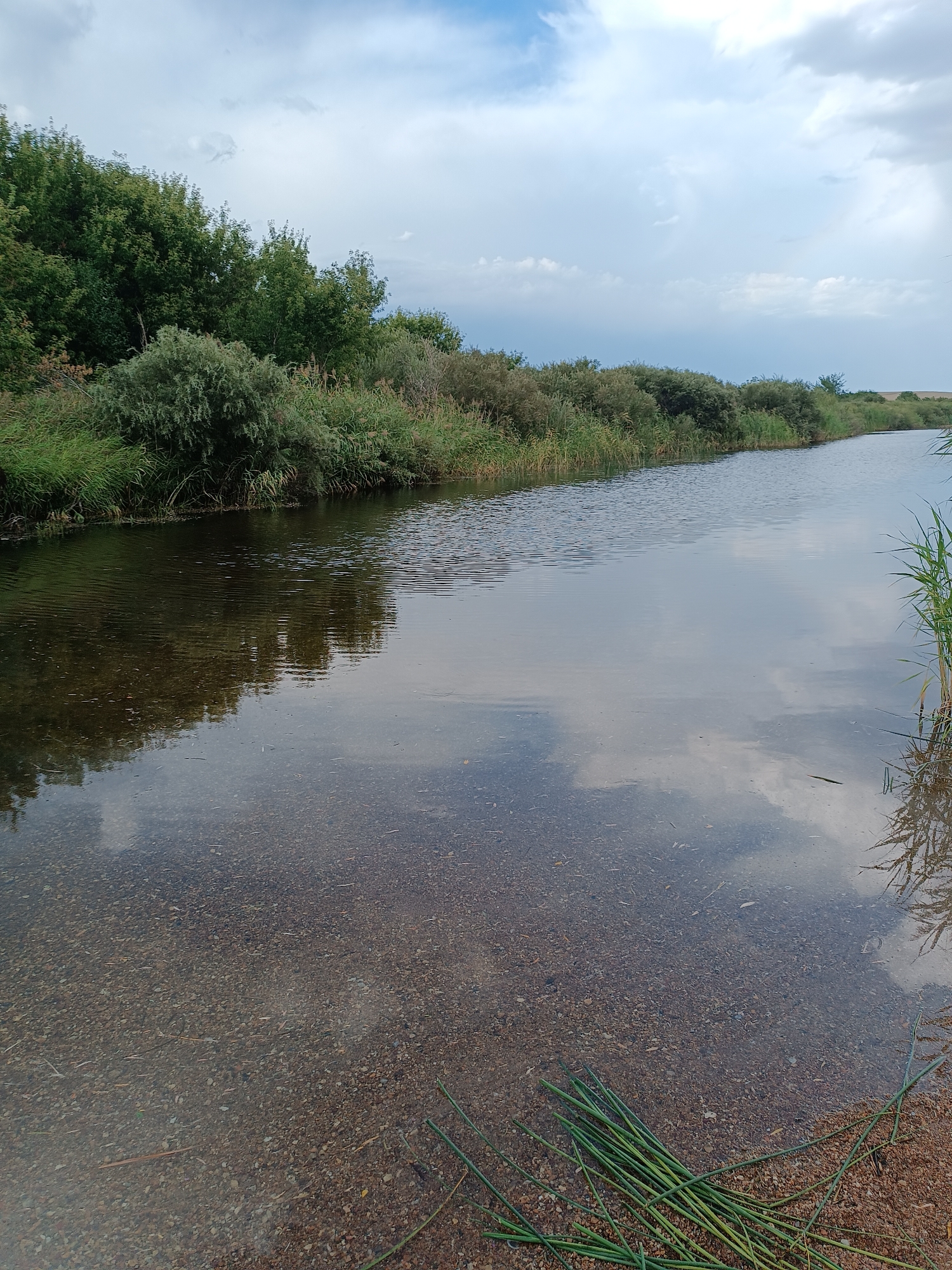 The image depicts a calm, narrow body of water, likely a river or canal, flowing through a natural landscape. The water is clear in the foreground, revealing a gravelly bottom, and becomes murkier and reflective in the distance. The banks of the water are densely lined with green vegetation, including tall grasses and shrubs, with taller trees forming a thicker canopy further back. The sky above is overcast with scattered white clouds, and a faint reflection of the sky and surrounding greenery is visible on the water's surface. Some dry reeds and green plant stalks are present on the sandy/gravelly bank in the bottom right of the frame. The scene is set in a natural environment, with no visible man-made structures or people. It is consistent with the natural surroundings of Ozernoe, Kazakhstan, which is known for its lakes and river systems.