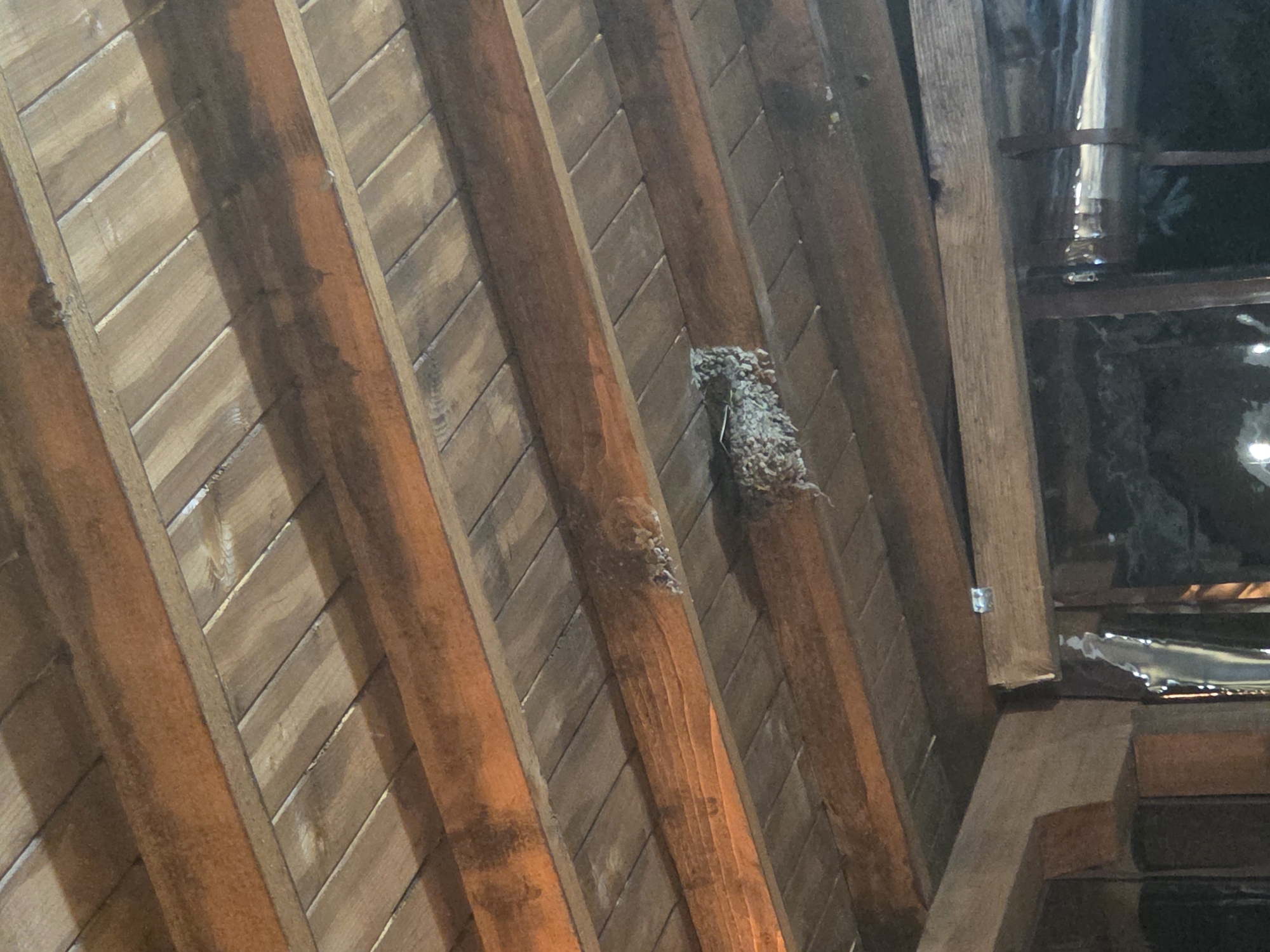 The image shows a bird's nest constructed on the wooden beams of a ceiling in Sadovo, Bulgaria. The nest is made of mud and grass and is attached to a wooden beam. The ceiling is made of wooden planks. The lighting suggests it is either dusk or an indoor setting with artificial light. There are no people or animals visible in the image. The environment appears to be a structure with exposed wooden beams and planks, possibly an attic or an unfinished ceiling.