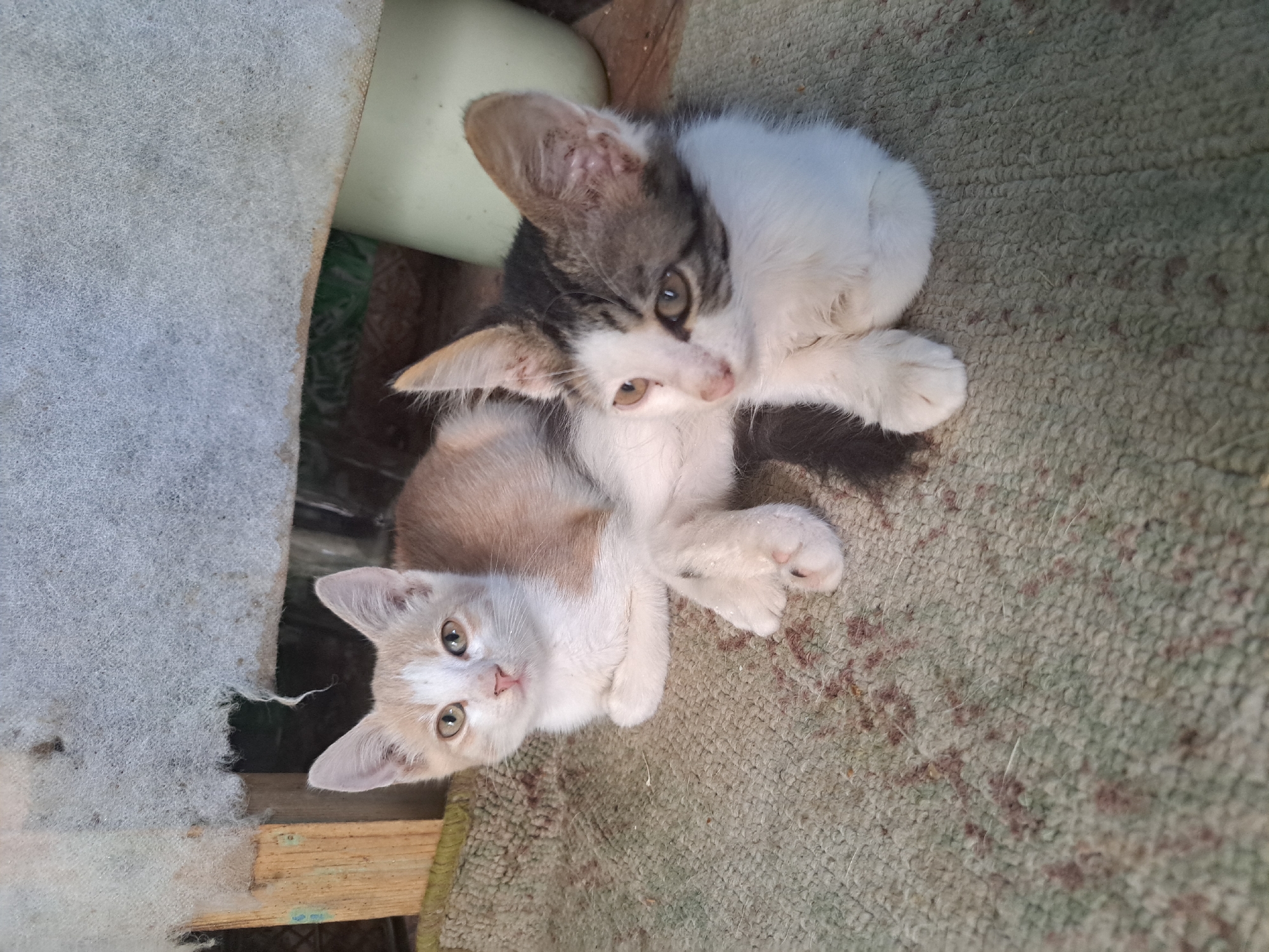 Two kittens are lying on a textured rug. The kitten on the left is light orange and white, facing forward with its paws tucked underneath. The kitten on the right is predominantly white with tabby markings on its head and back, also with its paws tucked. The background is blurry and appears to be an outdoor or semi-outdoor area with some wooden elements and a large white cylindrical object. The scene is located in Vypasne, Ukraine.