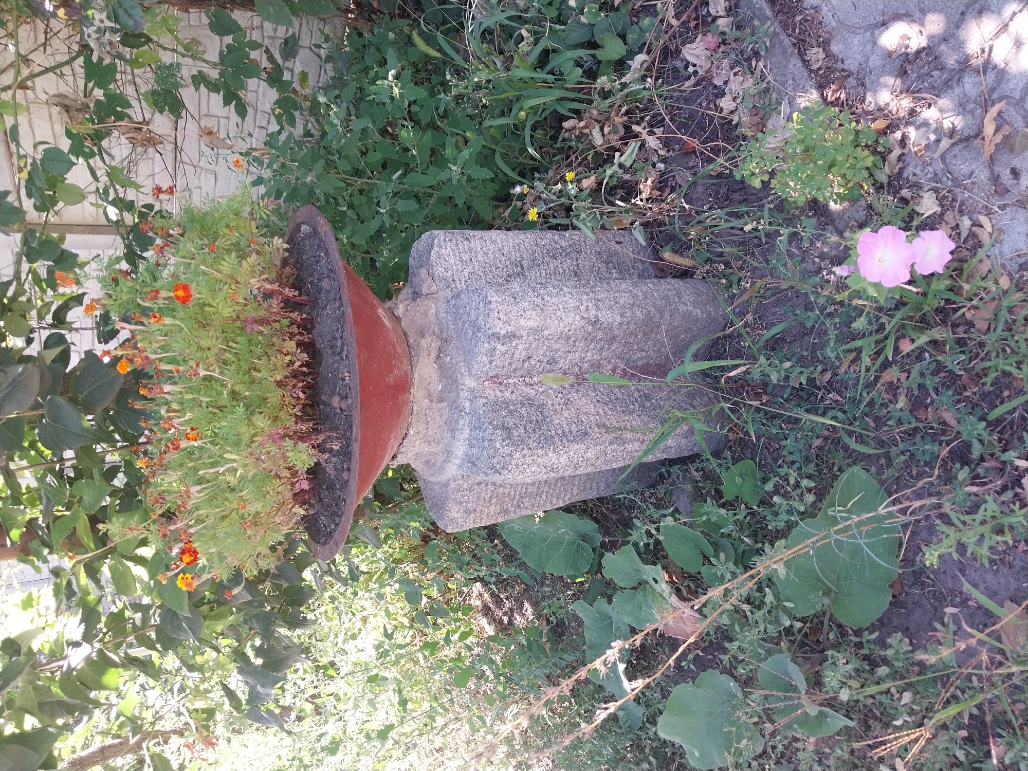 The image depicts an outdoor scene in Doslidne, Ukraine, focusing on a flowerpot perched on a carved stone pedestal. The flowerpot, which appears to be made of terra cotta or a similar material, contains a dense arrangement of green foliage and small orange and red flowers. The pedestal is a substantial, rough-hewn stone structure with a star-like or polygonal shape at its base. Surrounding the pedestal and the pot is an abundance of natural vegetation, including large green leaves, tall grasses, and smaller plants. In the foreground, a cluster of two delicate pink flowers is visible on the ground to the right of the pedestal, alongside dry leaves and a paved surface. The background is filled with more greenery and a light-colored, textured wall, possibly part of a building. The lighting suggests it is daytime, with sunlight filtering through the leaves, creating dappled shadows.