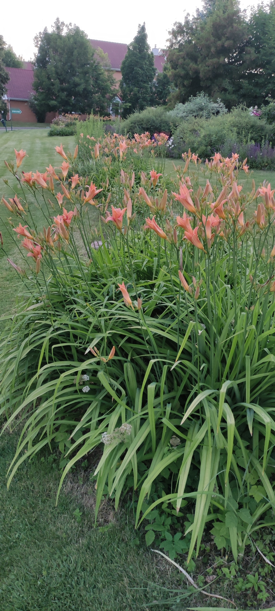 This media file depicts a garden scene with a focus on a bed of bright orange daylilies in full bloom. The flowers are tall, with slender stems and trumpet-shaped petals, dominating the foreground and middle ground. Behind the daylilies, a variety of green foliage, including lush, arching leaves and some bushier plants, creates a layered effect. In the background, a building with a red roof and light-colored walls is visible, partially obscured by mature trees with dark green foliage. The trees and the building suggest a park-like or residential setting.
The lighting suggests it is either early morning or late afternoon, with the soft light casting gentle shadows and highlighting the vibrant colors of the flowers. The sky is overcast or hazy, contributing to the diffused light. The overall atmosphere is tranquil and serene, with no people or specific activities evident. The scene is characteristic of a well-maintained garden during the summer blooming season. No visible text is present in the image. The location context provided is Rosinka, Russia, which aligns with the appearance of a temperate climate garden.