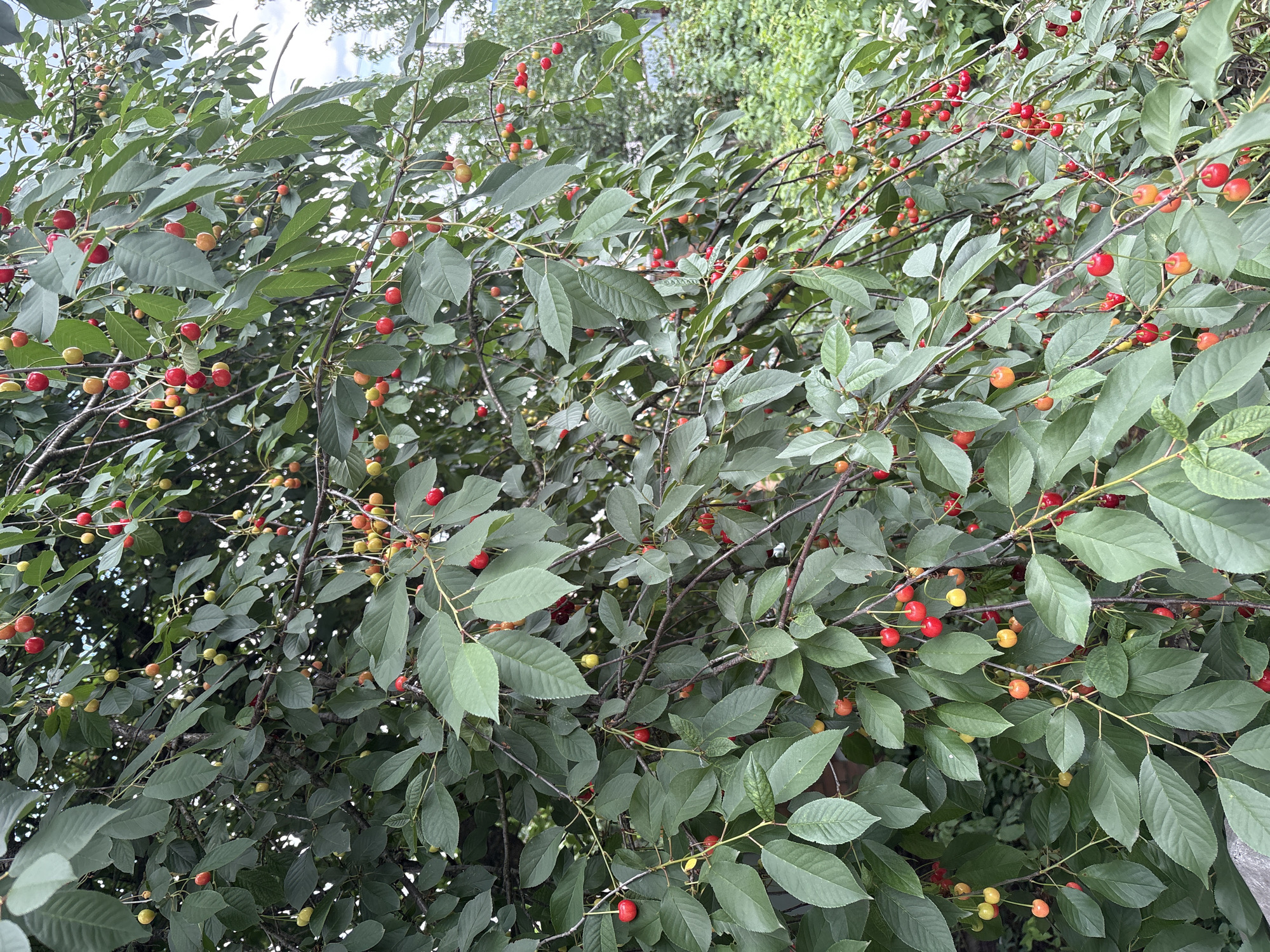 The image shows a close-up view of a cherry tree laden with ripe fruit. The cherries are predominantly red, with some appearing to be in various stages of ripening, showing shades of yellow and orange. They are clustered on thin branches amidst a dense canopy of green leaves. The leaves are oval-shaped with serrated edges and are a deep green color. The branches are thin and brown, some appearing a bit gnarled. The overall impression is one of abundance and nature's bounty.
The scene is natural and appears to be outdoors, likely during the daytime given the brightness and clear visibility of the cherries and leaves. There are no people visible in the image. The focus is solely on the cherry tree and its fruit. The background is slightly blurred, suggesting the image was taken with a shallow depth of field, but hints of more foliage and possibly a building can be discerned, indicating an outdoor setting perhaps in a garden or orchard. The lighting suggests a bright, possibly sunny day, though the dense foliage creates areas of shade. There is no visible text in the image.