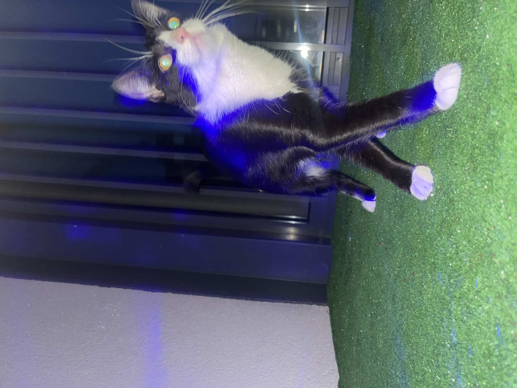 A black and white cat with bright green eyes is captured in a low-angle shot standing on a patch of green artificial turf. The cat is positioned diagonally in the frame, facing to the right, with its body leaning forward. Its front paws are extended, and its hind legs are positioned behind it. The cat's fur appears glossy and is illuminated by a strong blue light, which also casts a bluish hue on the turf and a light gray wall to the left. In the background, vertical dark blue elements, likely part of a building or window frames, are visible. The overall lighting creates a dramatic and somewhat surreal atmosphere. The image does not contain any elements that would indicate its location in Sinyavino, Russia, or any other specific city.