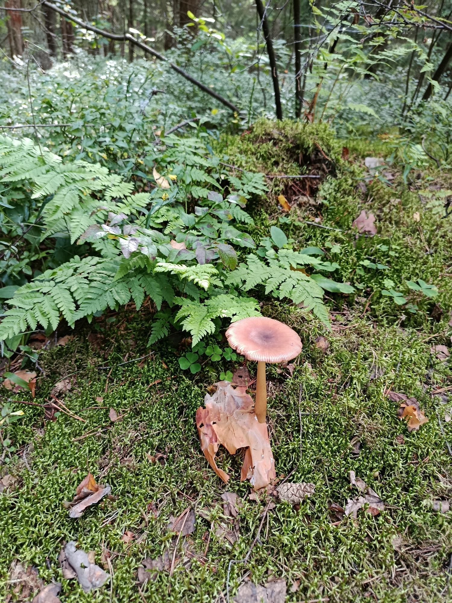 A single brown mushroom with a light brown cap stands on a mossy forest floor, in the city of Pashnevo, Russia. The mushroom is surrounded by green ferns and clover, with fallen leaves and pine needles scattered across the moss. In the background, the forest is dense with trees and undergrowth, suggesting a natural, wild environment. There are no people or animals visible in the image, and no actions or interactions are taking place. The scene is a still life of the forest floor.