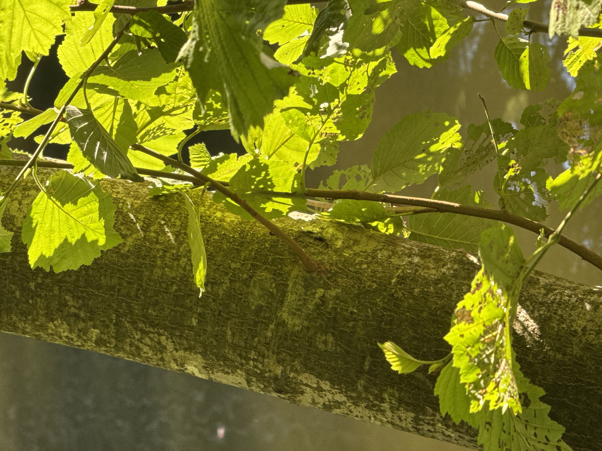 The image shows a close-up of a tree trunk covered in moss and lichen, positioned to the left of the frame. Sunlight filters through the leaves of a nearby tree, casting dappled shadows on the trunk and surrounding foliage. The leaves are vibrant green, with some showing signs of damage or wear, such as holes and brown spots. The background is a blurred expanse of water, likely a river or pond, with subtle reflections of light. The scene appears to be a natural setting, possibly a park or forest edge, located within the city of Mahilyow, Belarus. There are no people or discernible actions captured in the image.