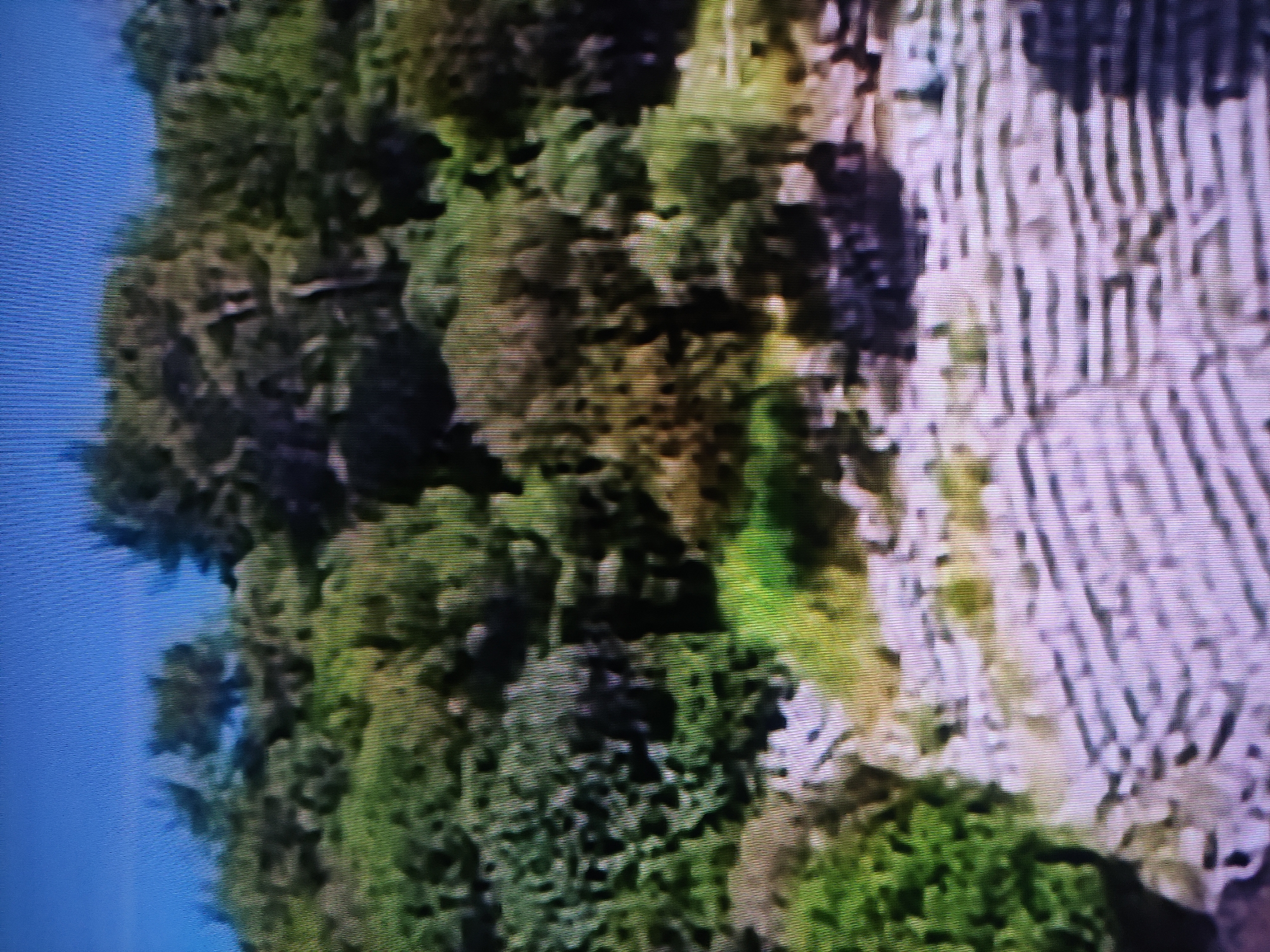 The image shows a landscape with dense green trees on the left side of the frame and a light-colored, striated rock formation on the right. The sky appears blue in the upper left corner. The image shows signs of being captured on a screen which distorts the quality of the image, and therefore conclusions are limited to what is visible. The exact location within Pavlodar, Kazakhstan cannot be determined with the data provided in the image. The image does not contain identifiable people, subjects, objects, actions, or interactions.