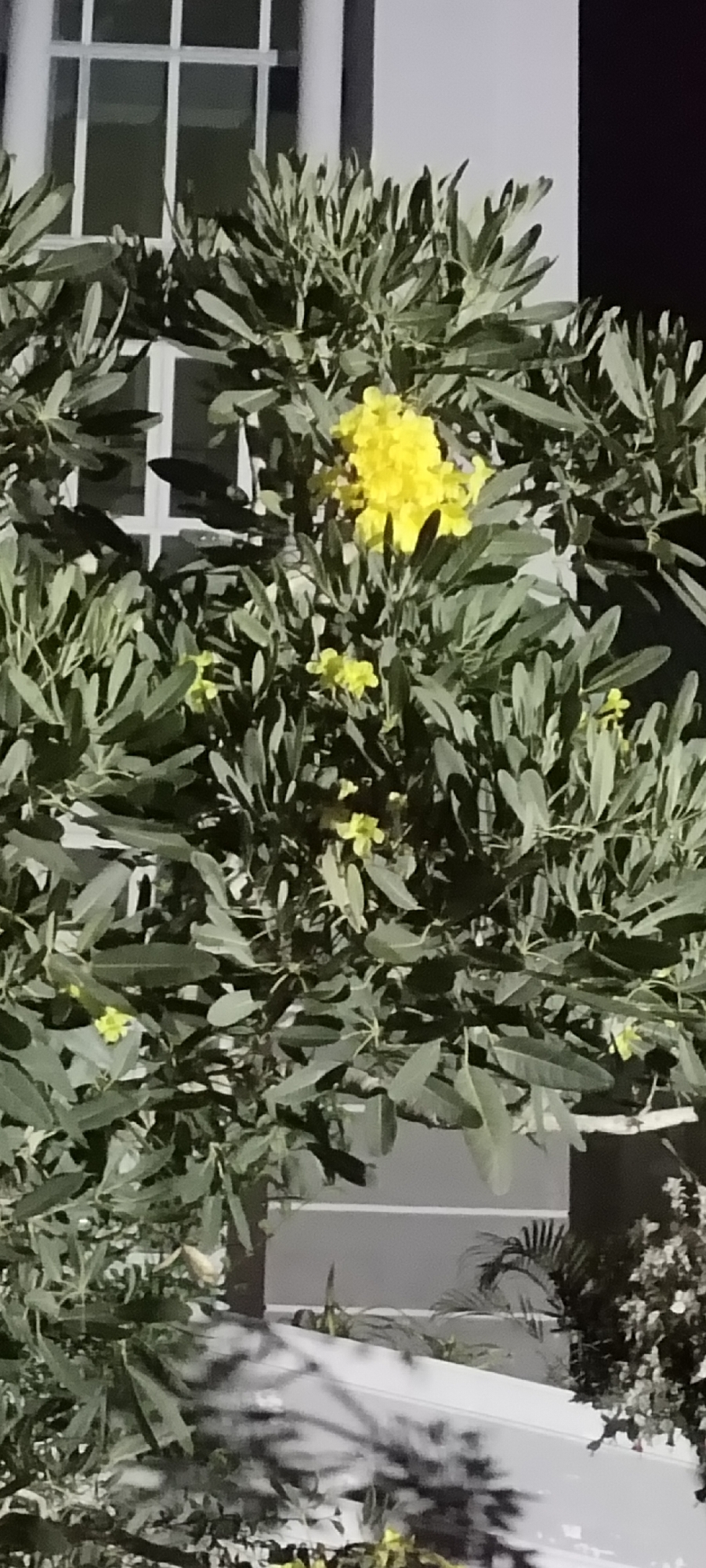 The image shows a bush or small tree with green leaves and yellow flowers in front of a building. The building has a white exterior and a window with a grid pattern. The scene appears to be at night or in low light. The specific location in Lhokseumawe, Indonesia, cannot be determined from the image alone. There are no people visible. The environment includes the bush, the building, and some other plants in the background.