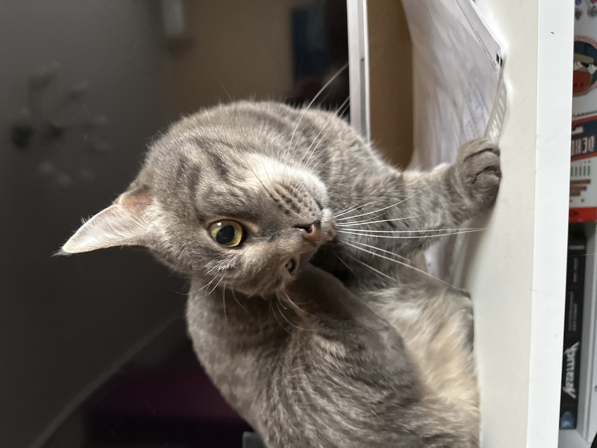 A gray tabby cat is playfully interacting with papers or objects attached to a white shelf or cabinet. The cat is positioned close to the camera with its head tilted, one paw holding onto the papers, and a focused, slightly mischievous expression. The background includes glimpses of the room's interior and some items on the shelf, with books visible. The setting cannot be determined to be Krasnoyarsk, Russia, based on visual information.