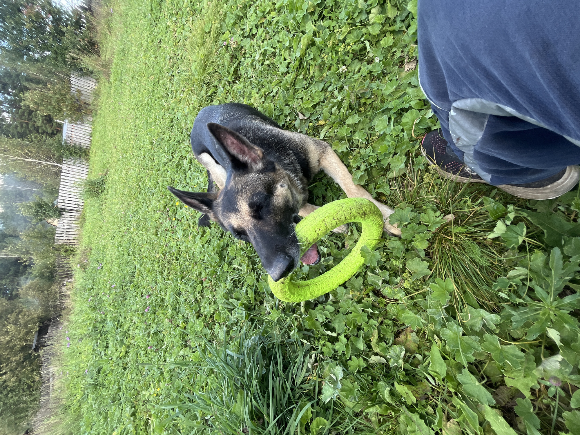 A German Shepherd dog lies on a grassy field, holding a bright green ring toy in its mouth. The dog is partially obscured by the viewer's legs and feet, which are clad in dark blue pants and athletic shoes. The background shows a wooden fence and trees, suggesting an outdoor, possibly rural, setting. There is no specific information in the image to suggest the location is Nizhny Tagil, Russia.