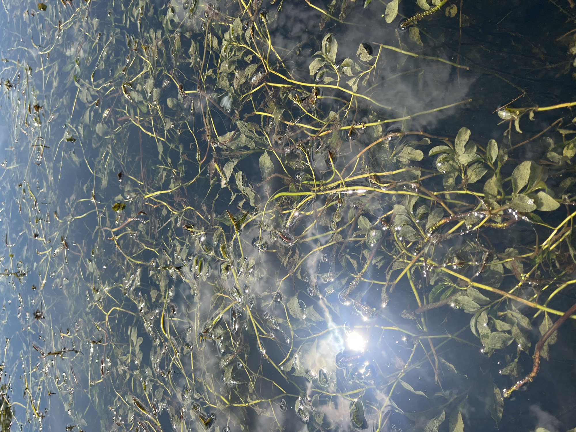 The image displays a close-up, overhead view of murky water filled with dense aquatic vegetation. The water is dark, with reflections of clouds and a bright sun glare visible on the surface, particularly in the lower left quadrant. The vegetation consists of numerous thin, branching stems with clusters of broad, green leaves. Some stems appear darker and more woody, while others are lighter green or yellowish. Small, dark objects, possibly submerged detritus or tiny aquatic organisms, are scattered throughout the water. The overall impression is of a natural, overgrown aquatic environment. No specific landmarks or indications of location within the city of Moscow, Russia are present in the image.
