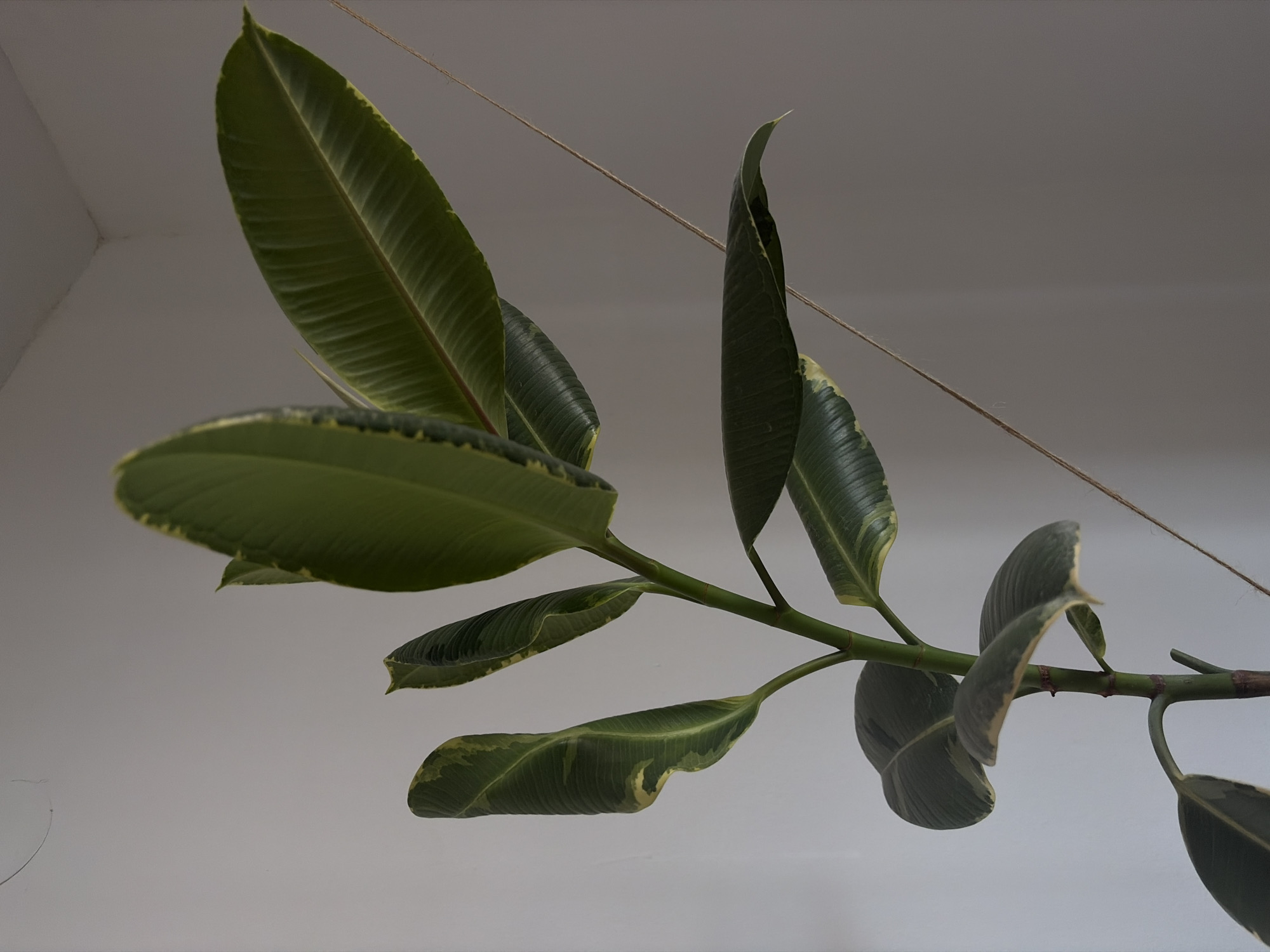 A low-angle, medium-shot image presents a branch of a variegated rubber plant (Ficus elastica 'Variegata') against a neutral, light gray backdrop suggesting an indoor environment. The plant's green leaves, edged with yellow variegation, are the primary subject. A slender brown string diagonally crosses the upper part of the frame, possibly supporting the plant. The scene lacks contextual clues that would pinpoint its location in Budva, Montenegro, or provide insights into any actions, interactions, or additional subjects present.