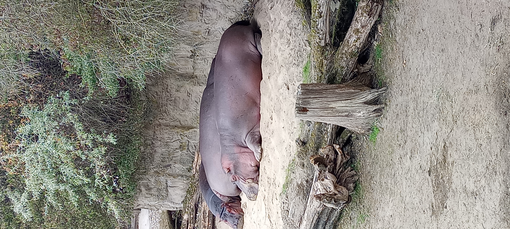 The image shows two hippopotamuses resting on sandy ground, likely in an enclosure at a zoo. The hippos are large, grey, and appear to be sleeping or dozing. They are positioned close together, with one behind the other. The background consists of a sandy embankment with some sparse vegetation at the top and a rocky wall. In the foreground, there are fallen logs and a tree stump, suggesting a naturalistic habitat design. The ground is a mixture of sand and dirt with some dry grass. This scene is consistent with an exhibit at the Zoom Erlebniswelt Gelsenkirchen, a zoological park in Gelsenkirchen, Germany, which features a "Piazza" area that includes hippopotamuses and a sandy enclosure.