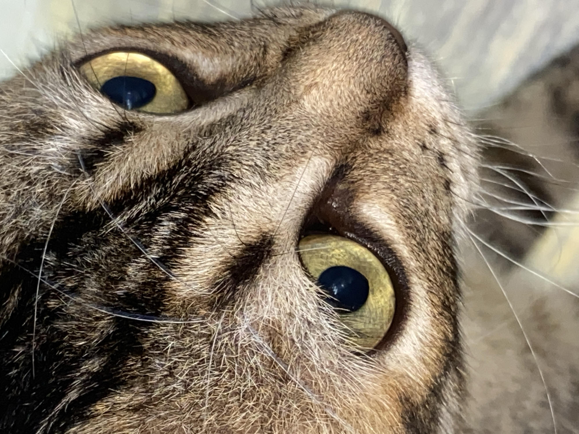 Close-up, angled view of a tabby cat's face. The cat has yellow-green eyes with black pupils. Its fur is a mix of brown and black stripes. The cat's whiskers are visible. The background is blurry and out of focus. There is no indication of Tinaquillo, Venezuela, or any other city. No people are visible.