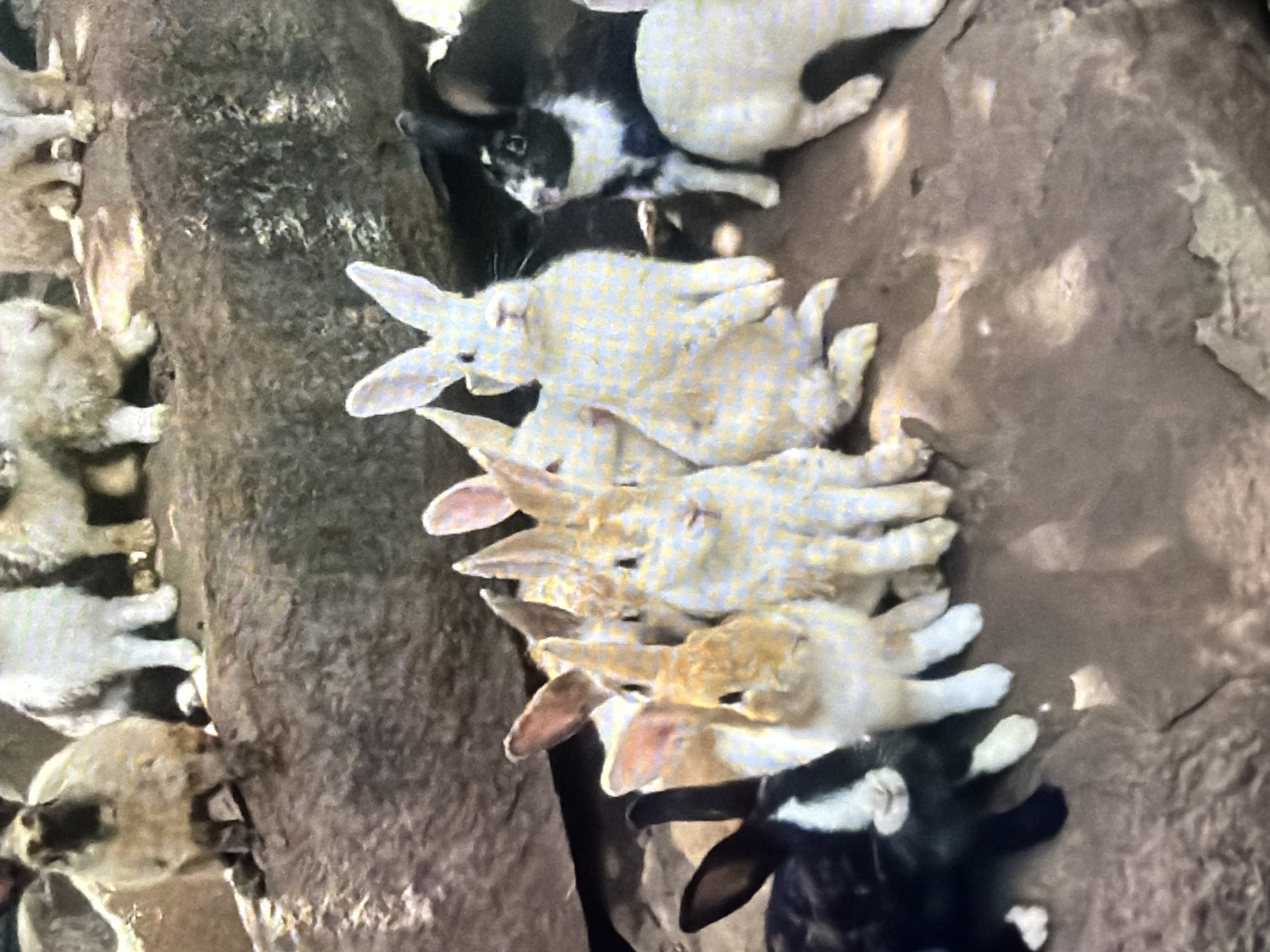 In Bukuru, Nigeria, a group of rabbits of various colors and breeds are gathered on a rocky, uneven surface. Some rabbits are primarily white, while others are a mix of white and brown or black and white. The rabbits appear to be of different sizes, suggesting a mix of adults and younger ones. They are positioned close together, some appearing to be grooming or interacting with each other. The rocky terrain suggests an outdoor setting, possibly a natural habitat or an enclosure designed to mimic one. The lighting indicates it is daytime, with shadows cast by the rabbits and the environment.