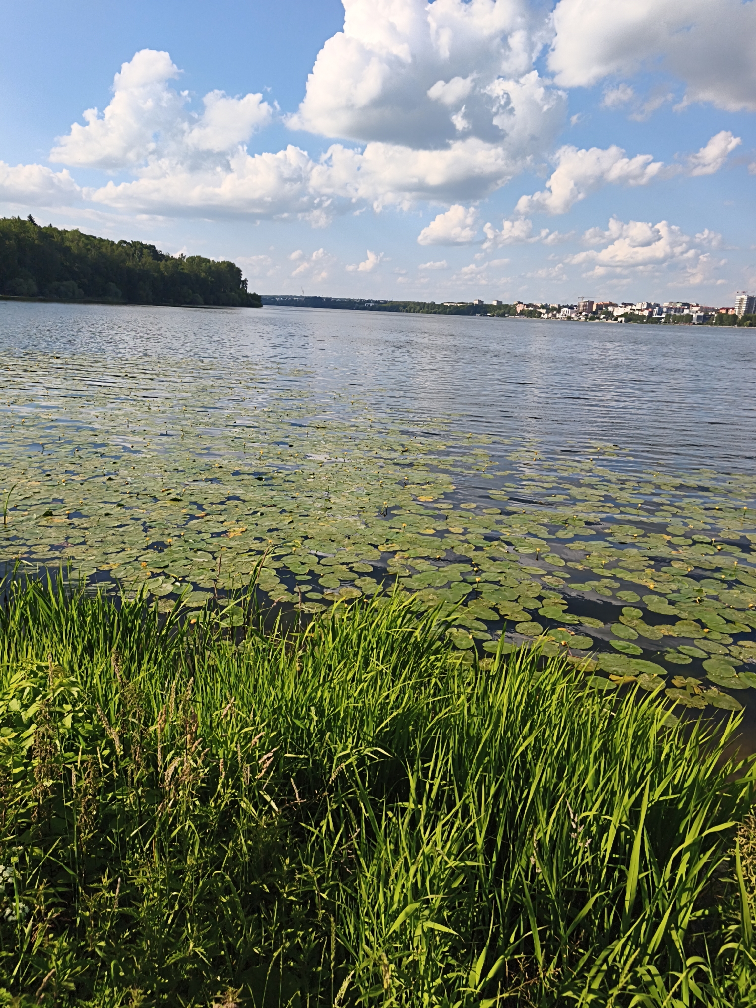 The image depicts a wide expanse of a lake on a sunny day. In the foreground, lush green grass grows along the bank, partially obscuring the view of the water. The lake itself is covered with a dense layer of lily pads, their circular green leaves creating a textured surface. Beyond the lily pads, the water stretches towards the horizon. On the far side of the lake, a dense forest of green trees lines the bank, with a city skyline visible in the distance, characterized by several buildings. The sky above is a bright blue, dotted with fluffy white clouds, indicating fair weather.
This scene is identifiable as the Ternopil Lake, also known as Ternopil Reservoir, located in the city of Ternopil, Ukraine. The forest on the left bank is likely the area of the Ternopil Arboretum or the surrounding woodlands, while the city skyline on the right bank belongs to the urban area of Ternopil.