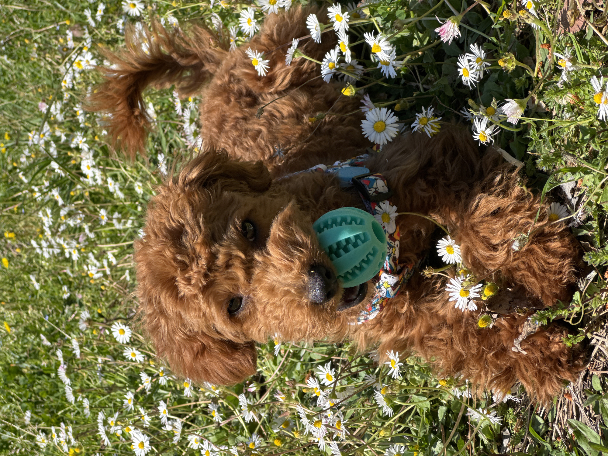 A brown, curly-haired dog is lying in a field of daisies. The dog has a green, textured ball in its mouth and is wearing a colorful collar. The scene is outdoors on a sunny day, with green grass and small white flowers scattered around the dog. The location is Bar, Montenegro.