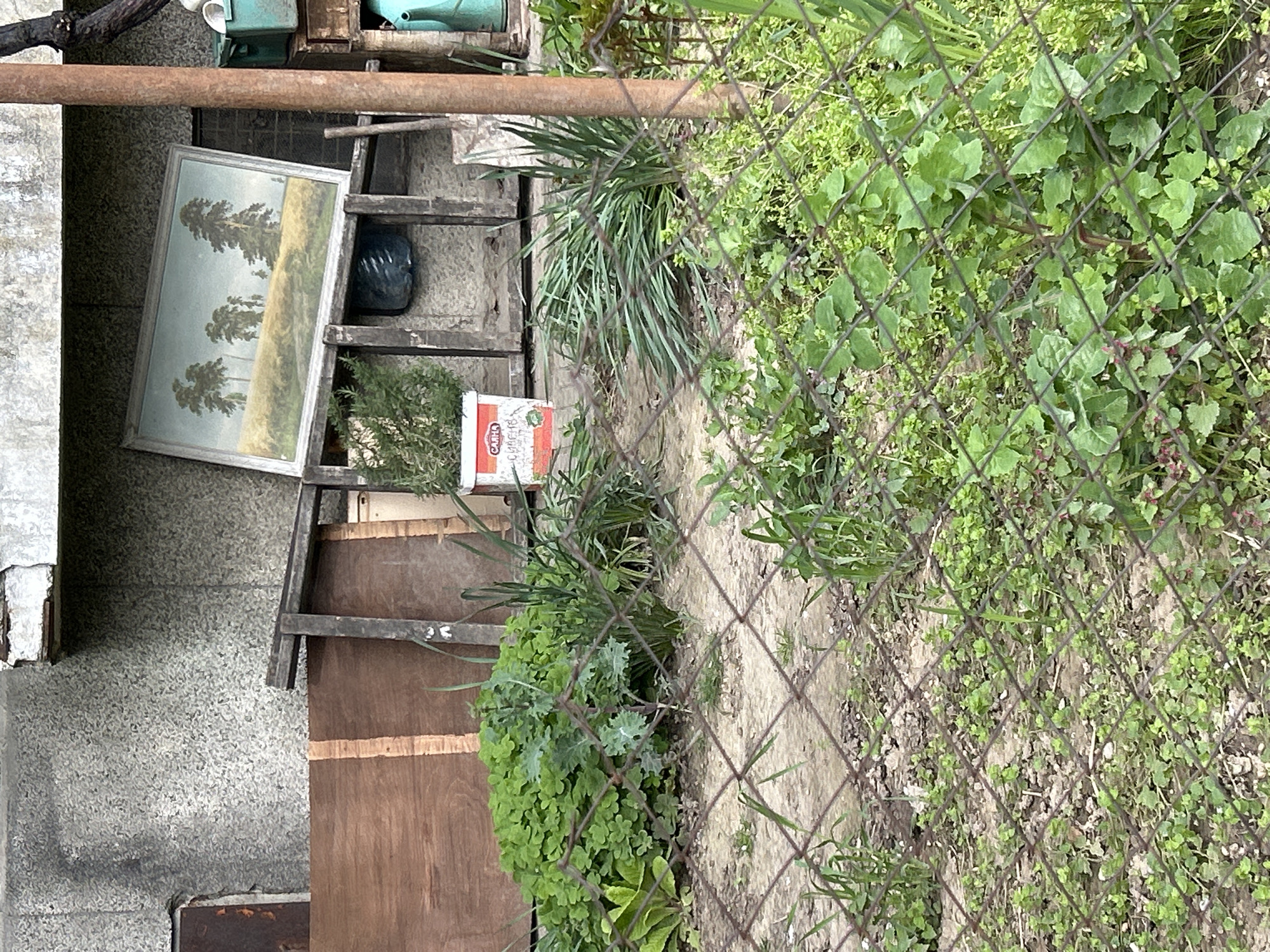 The scene depicts a cluttered outdoor area near a building in Plovdiv, Bulgaria. Visible is a chain-link fence, behind which lies a dirt path overgrown with various types of green vegetation. Adjacent to the fence is a section of a weathered building with peeling paint. Leaning against the building and various objects is a framed painting depicting trees. Near it, there is a wooden ladder with a black object positioned on one of its rungs and a container of "CARHA" brand food products. The overall scene suggests an untidy or neglected backyard. A metal pipe runs across the top of the frame.