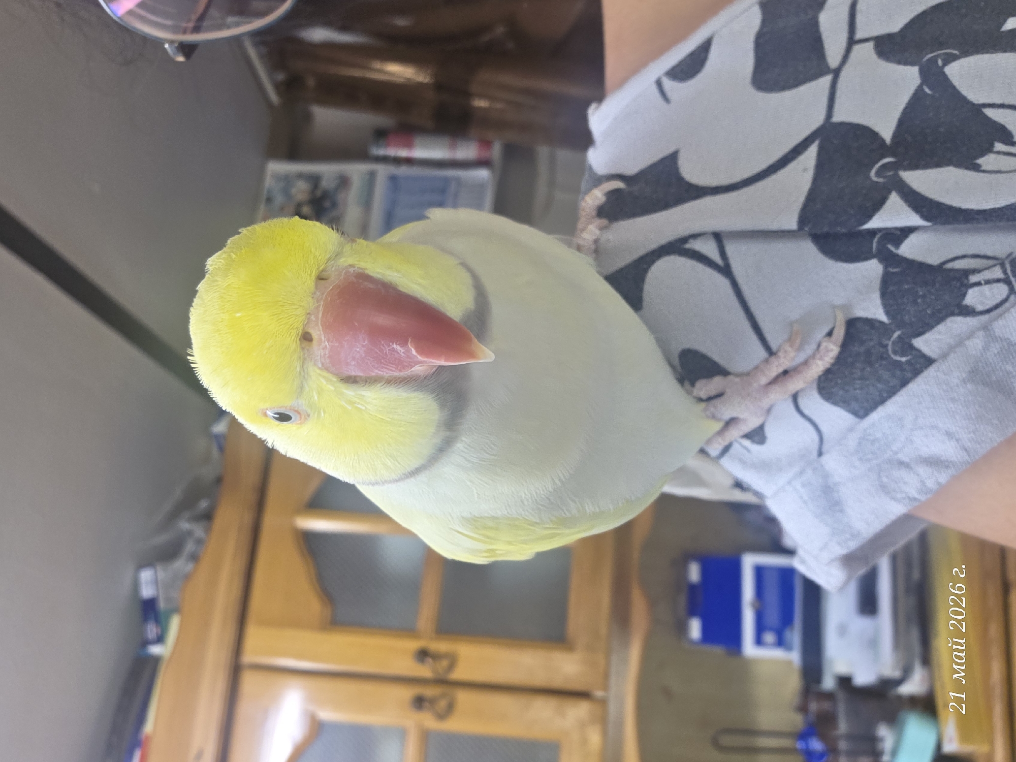 A light-yellow and pale green parrot with a red beak perches on a person's sleeve, which is patterned with dark gray and light gray. The room contains wooden cabinets, a clear set of glasses, and other indistinct objects. The location and date are impossible to ascertain from visual information.
