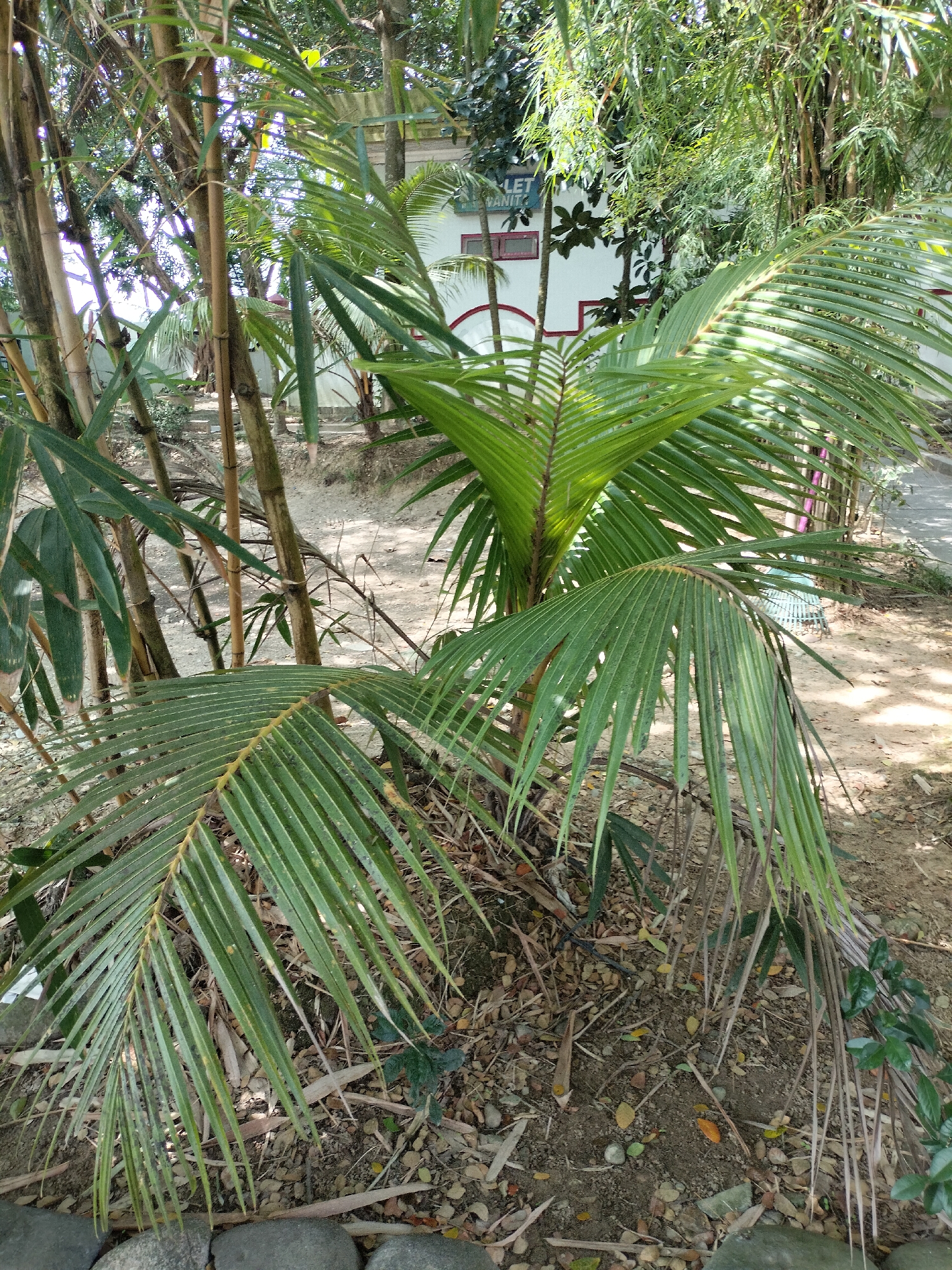 In Seuneubokpeunteut, Indonesia, the image depicts a garden scene dominated by lush green foliage. A young palm tree with delicate, feathery fronds is the central subject, positioned in front of a grove of mature bamboo stalks. The ground is covered in dry leaves, twigs, and small stones, suggesting a natural, somewhat untended outdoor space. In the background, a white building with red trim is visible, hinting at a residential or possibly communal area. Sunlight filters through the leaves, creating dappled patterns on the ground and illuminating the vibrant greens of the plants. The overall impression is one of a tropical environment, with a focus on the natural beauty of the vegetation.