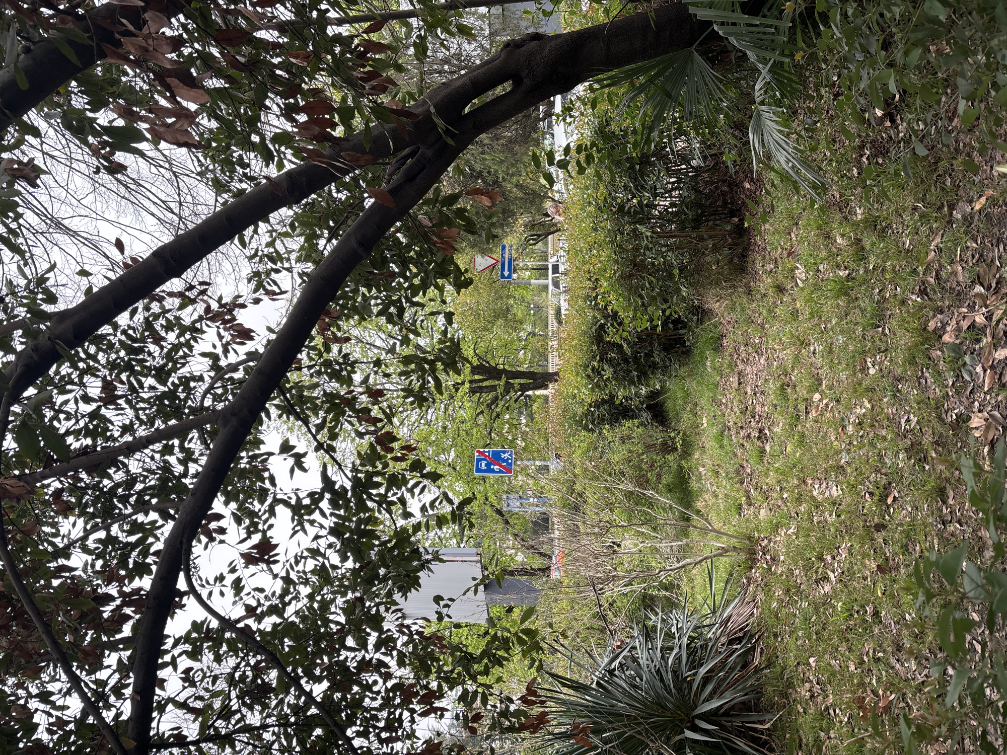 The image captures a natural scene in Sochi, Russia. A path cuts through green foliage and ground cover littered with fallen leaves. Trees with dense canopies frame the view, with a tree trunk arching across the top portion of the frame. In the distance, traffic signs are visible, suggesting the edge of a residential area or park adjoining a road. There are no people evident in the image.