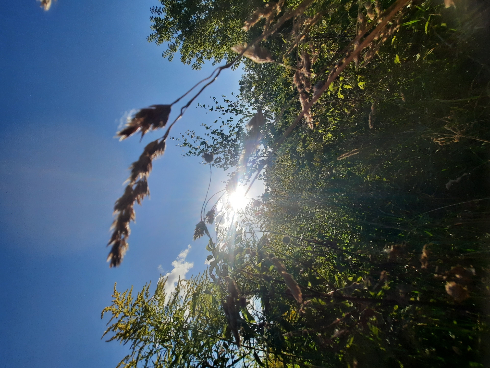 This image captures a sun-drenched natural scene, likely in the vicinity of Shklov, Belarus. The foreground is dominated by blurred stalks of dried grass and other vegetation, with their feathery seed heads catching the bright sunlight that streams through the foliage. The sun itself is visible as a brilliant, overexposed orb, casting lens flare and highlighting the textures of the plants. Beyond the foreground, a dense thicket of green trees and bushes forms a lush backdrop. The sky above is a clear, vibrant blue, with a few wispy white clouds present. The perspective is low, looking upwards through the plants towards the sky and the sun. There are no people or man-made structures immediately visible in the frame, suggesting a rural or park-like setting.