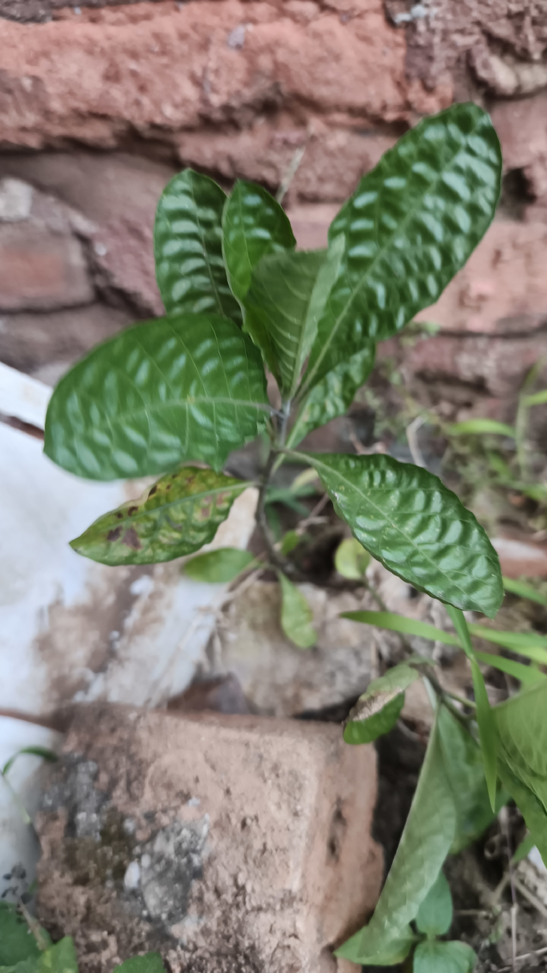 A young green plant with patterned leaves is growing near a red brick wall. Some leaves show brown spots. The plant is in the foreground, with the wall and some debris in the background. The scene appears to be outdoors in an urban environment, possibly a garden or alleyway in Bandar Lampung, Indonesia.