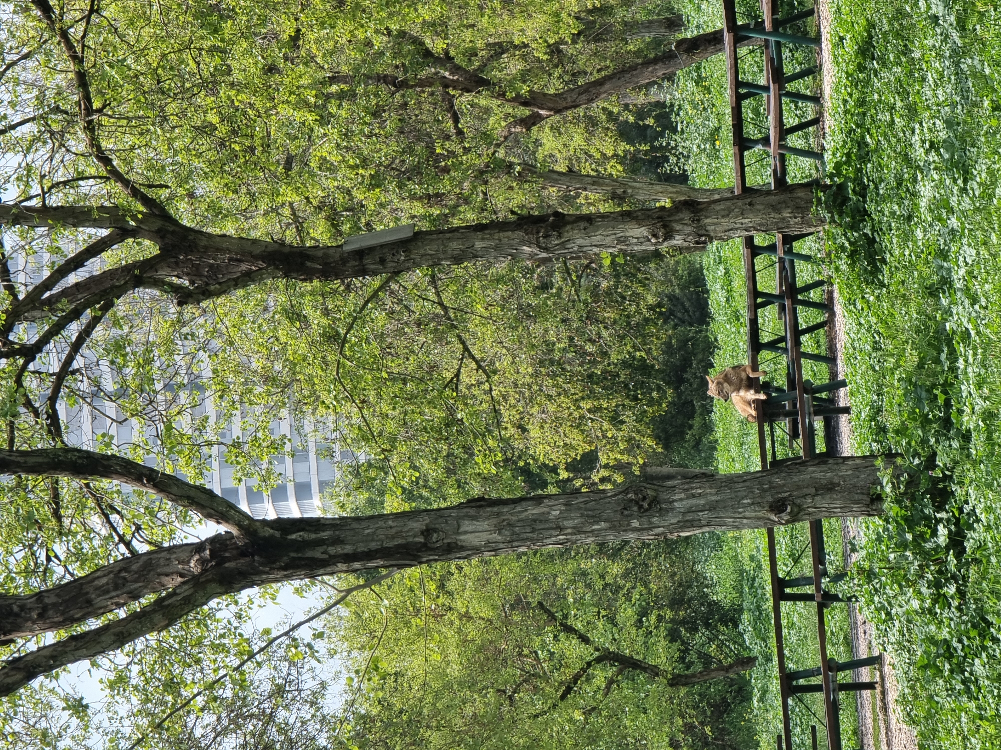The image displays an outdoor scene in a park within Ramat Gan, Israel, characterized by abundant green foliage under natural daylight. Two trees with rough, dark bark and numerous light green leaves dominate the immediate foreground, partially obscuring a series of five wooden picnic tables with attached benches painted dark green, arranged linearly across the midground. Behind these tables, a light-colored gravel path is visible.
A medium-sized, light brown canine-like animal, consistent with a golden jackal, is resting horizontally on the surface of the leftmost visible picnic table. The animal is oriented to the right, with its head slightly elevated and turned to observe the environment. Its front paws are extended forward. The ground surrounding the tables and trees is densely covered with various green plants and grass. In the background, partially visible through the tree canopy, stands a modern, multi-story building featuring light-colored facades and curved architectural elements. No people or other animals are visible in the scene.