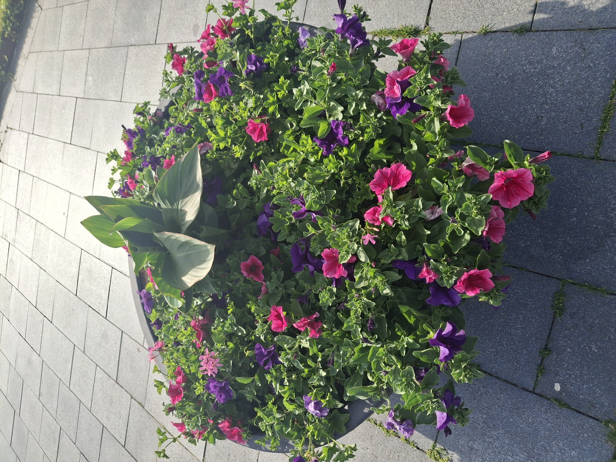 The image shows a large, round flower pot filled with a mix of flowering plants. Predominantly visible are petunias, with vibrant pink and purple blooms interspersed amongst lush green foliage. A plant with large, pale green leaves is also present, positioned towards the left side of the pot. The pot itself appears to be dark gray or black. The flower pot is placed on a paved surface constructed of gray rectangular stones. The paving appears to be a sidewalk or pedestrian area. Based on the location in Aabenraa, Denmark, the scene is likely in a public area like a park, plaza, or street beautification project. No people are visible.