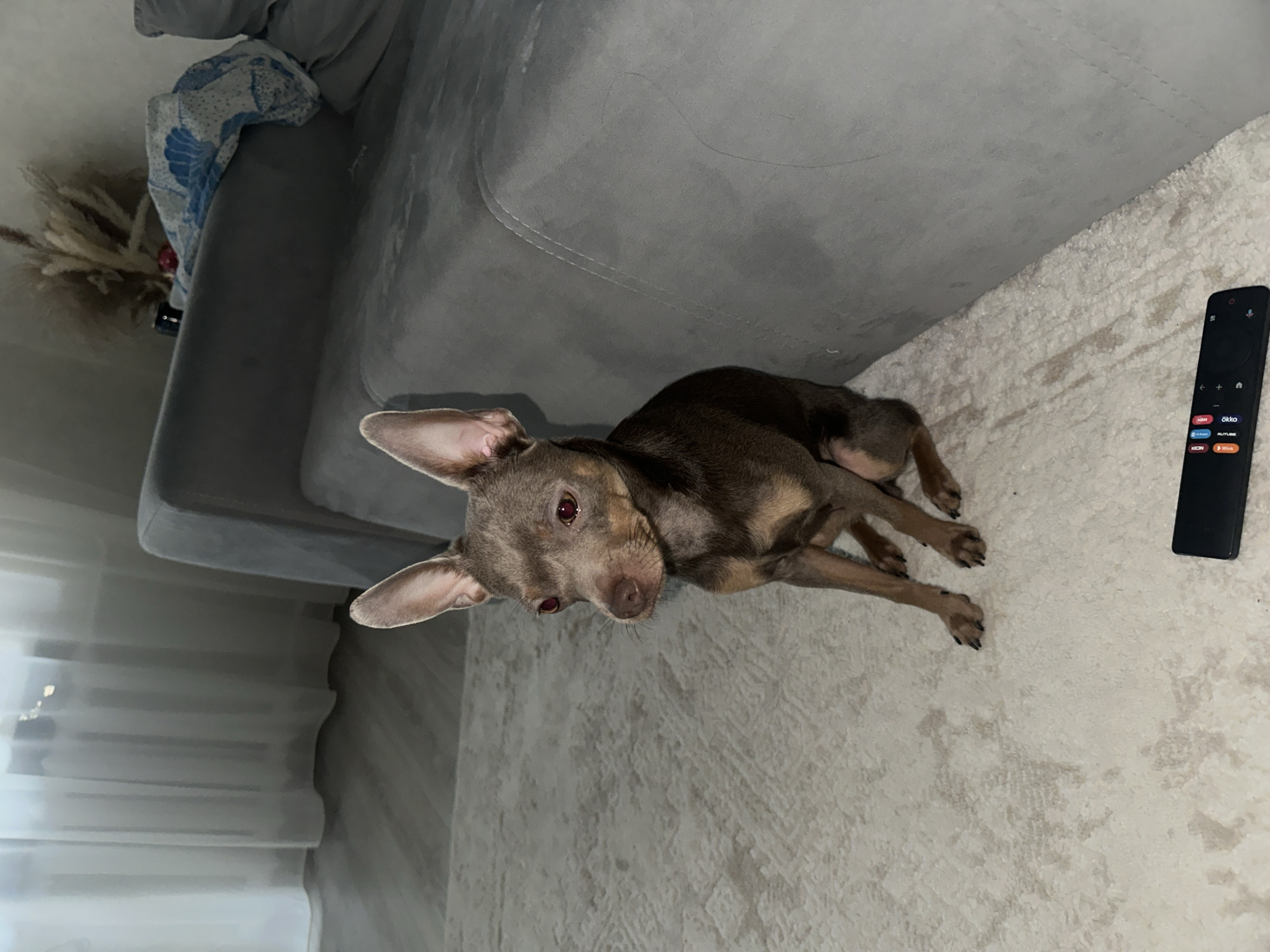 An indoor scene in Chaikovsky, Russia, depicts a small, light brown and tan dog, possibly a Toy Terrier, seated upright on a light-colored, textured carpet. The dog faces slightly left, with large erect ears and eyes exhibiting a red-eye effect. To the dog's right is a gray upholstered sofa. In the upper left background, a window is covered by sheer white curtains, revealing light-colored flooring beneath. Above the sofa on the right, dried decorative plants, a dark cylindrical object, and a blue and white patterned blanket are visible. A black remote control, featuring various colored buttons and the text "OKKO," rests on the carpet in the lower foreground.