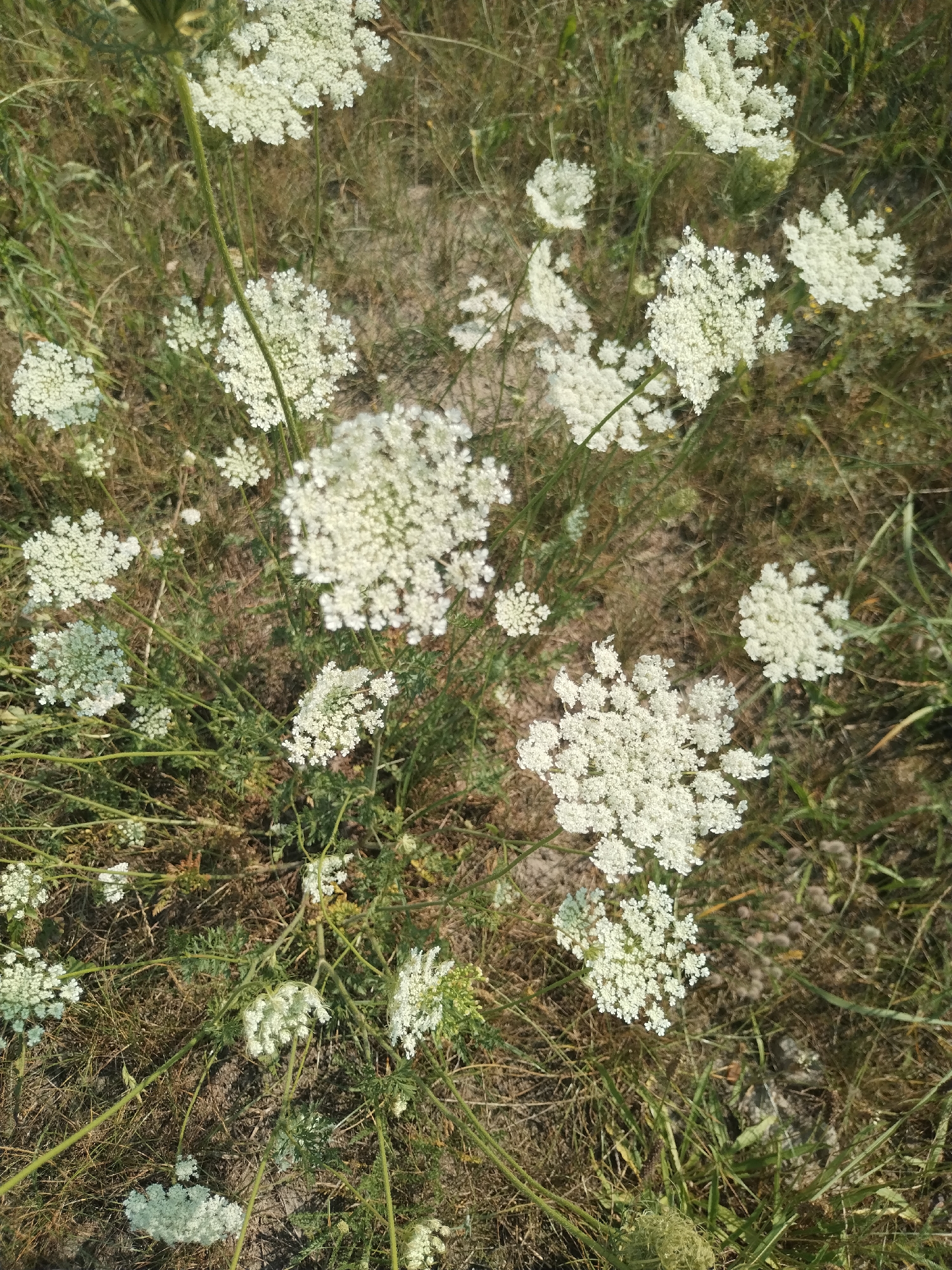 The image displays a close-up, overhead view of wild carrot flowers (Daucus carota) growing in a dry, grassy area. The flowers are predominantly white and form complex, umbrella-shaped clusters. Some of the flowers appear to be in full bloom, while others show signs of wilting or developing seed heads, giving them a more delicate, lace-like appearance. The surrounding vegetation consists of dry, brown grass and some green stems and leaves, suggesting a late summer or early autumn setting. The ground appears to be sandy or loamy. The scene is natural and uncultivated, with no signs of human intervention or presence. The context of Пружанскі сельскі Савет, Belarus, indicates this is likely a rural or undeveloped area within that region.