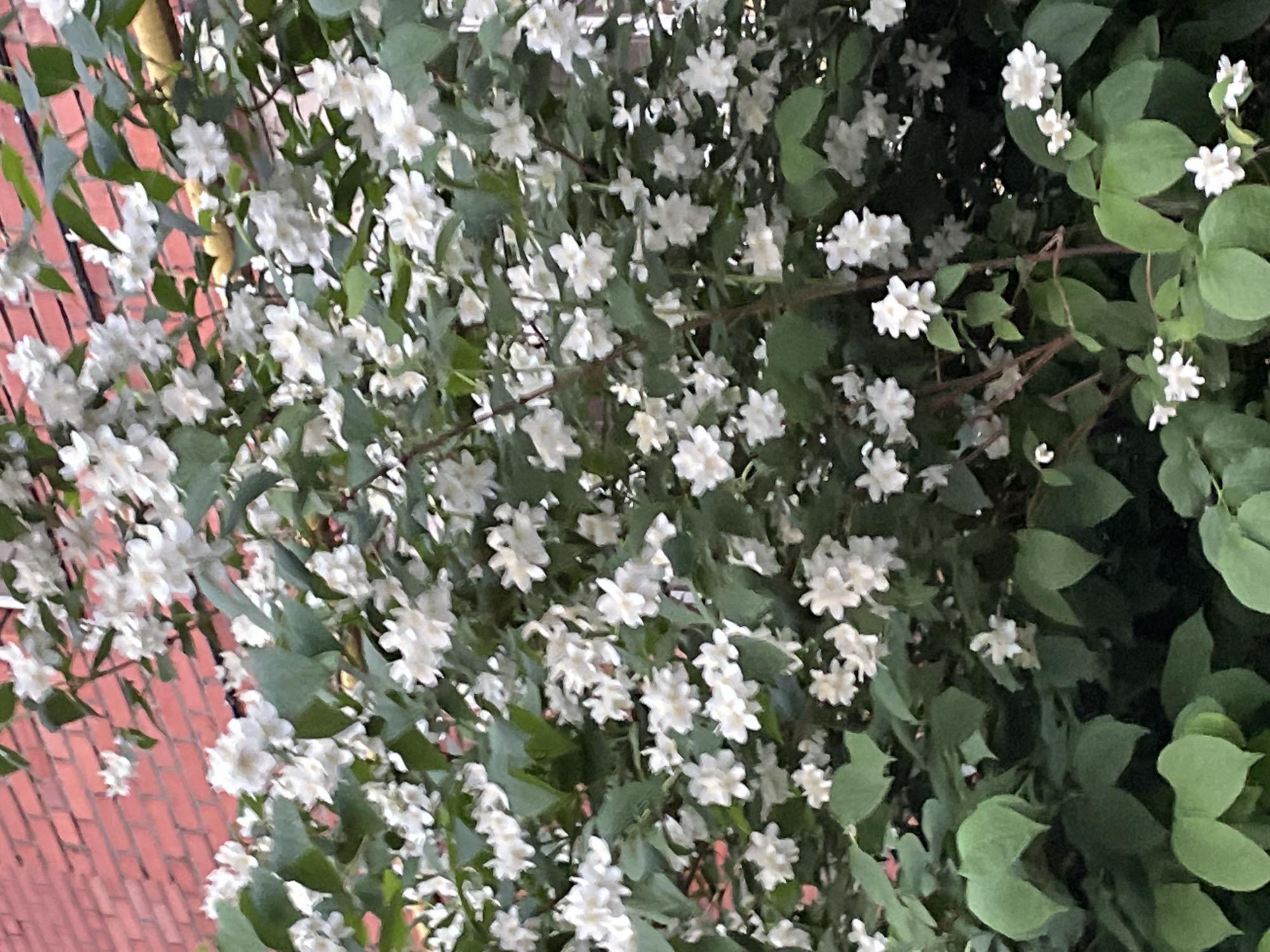 The image depicts a close-up view of a bush with numerous small white flowers and green leaves. The flowers appear to be clustered and some have visible petals. In the background, a red brick wall is partially visible, suggesting an urban or suburban setting. The lighting suggests it is daytime. There are no people or animals visible in the image. The scene is focused on the vegetation and the texture of the brick wall. There is no information in the image that would allow for identification of the location in Ufa, Russia.