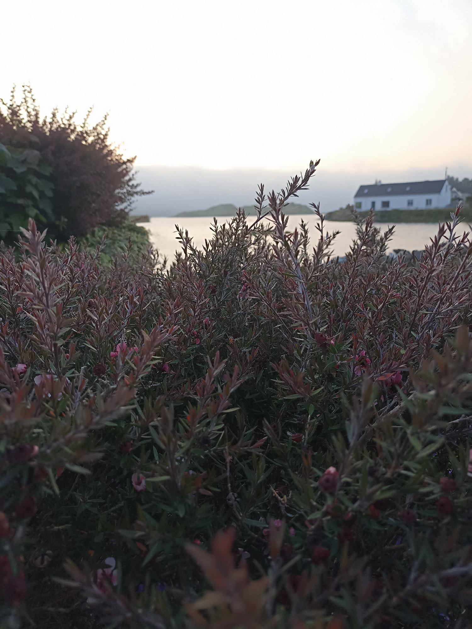 This is a close-up, low-angle shot of dark green and reddish-brown foliage in the foreground, obscuring most of the background. Beyond the plants, a body of water is visible, reflecting the soft, hazy light of what appears to be dawn or dusk. In the distance, across the water, a white house with a dark roof is situated on a slight incline. The sky is overcast and bright, with a faint glow on the horizon. The location is not identifiable within a specific city in Ireland from the image alone. There are no people, actions, or interactions depicted.