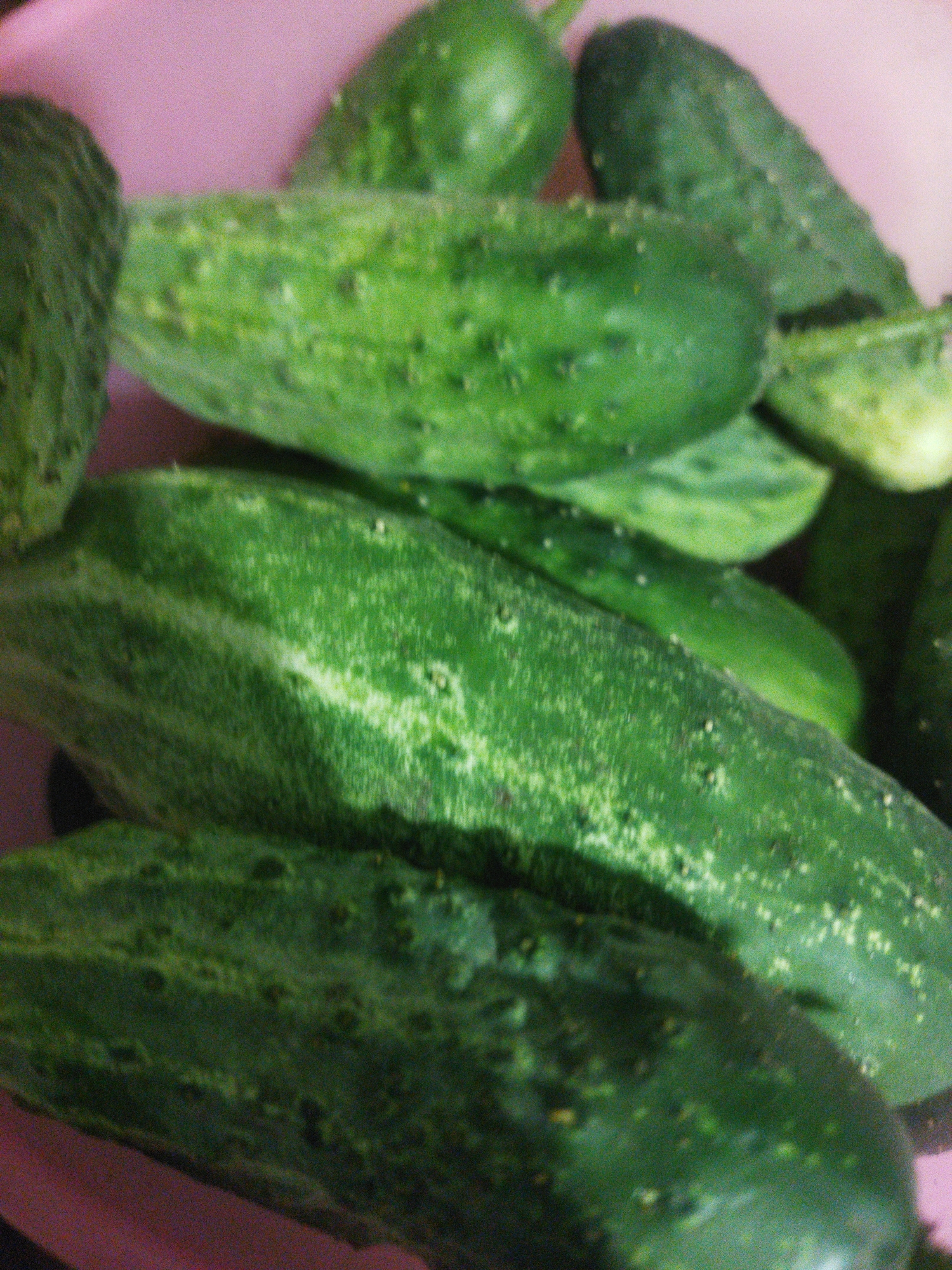 The image shows a close-up, slightly blurry view of several green cucumbers arranged in a pink bowl. The cucumbers are of various sizes and appear to be fresh. Some have visible bumps and slight variations in their green coloring, indicating natural texture. The background is dominated by the pink of the bowl, with some parts slightly out of focus. The lighting is somewhat dim, contributing to the overall soft focus of the image. There are no people or any other objects visible. The image does not provide any information about the location in Sosnivka, Ukraine.
