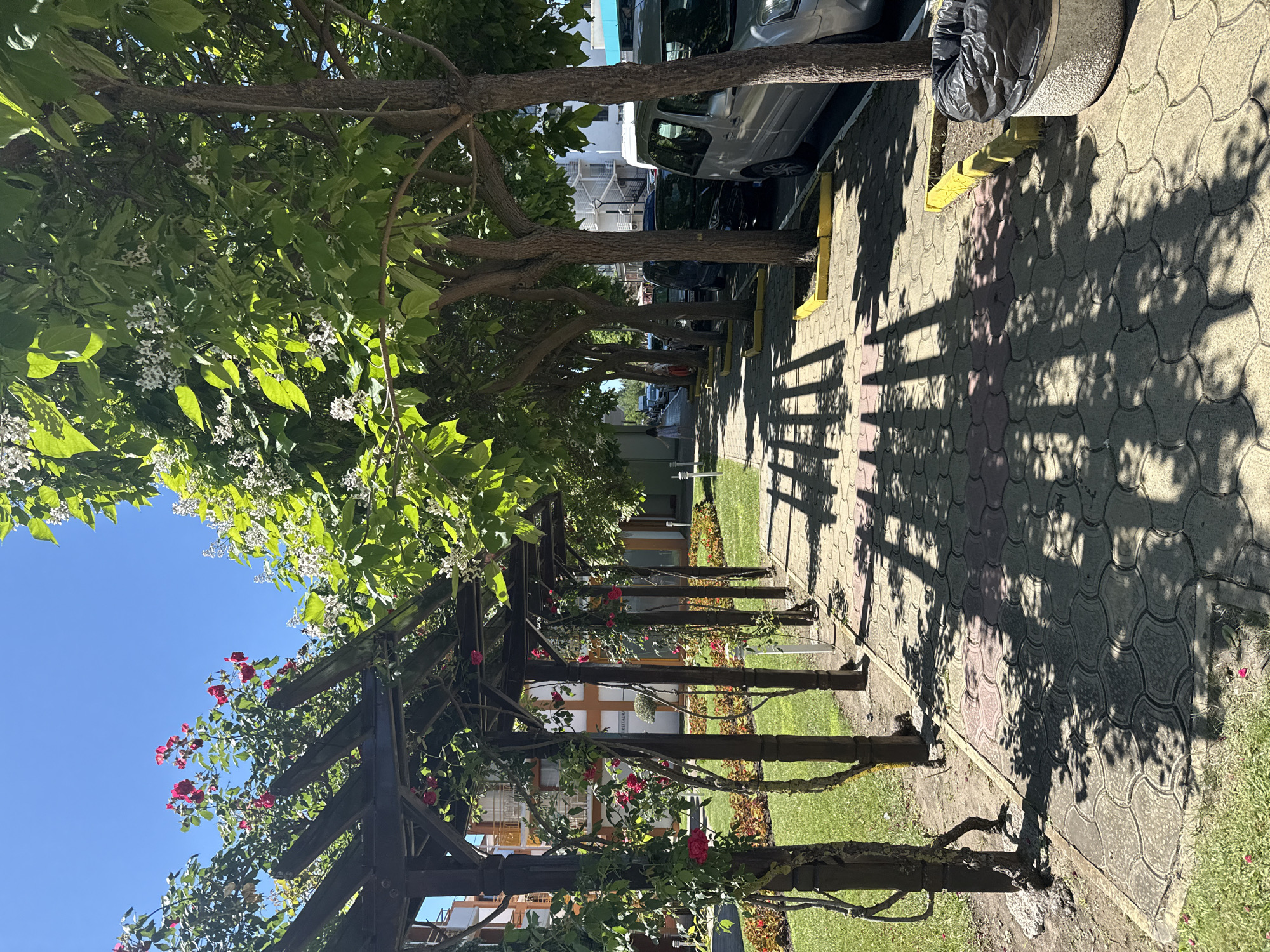 The image depicts a sun-drenched walkway in Nesebar, Bulgaria, lined by a pergola adorned with red roses on the left and trees with white blossoms on the right. The walkway, paved with interlocking tiles, is dappled with shadows from the pergola and the trees. Beyond the walkway and trees, parked cars are visible along the street, and in the background, buildings with balconies and windows suggest an urban setting. A trash bin with a black bag sits beside the walkway. The sky is a clear, bright blue.