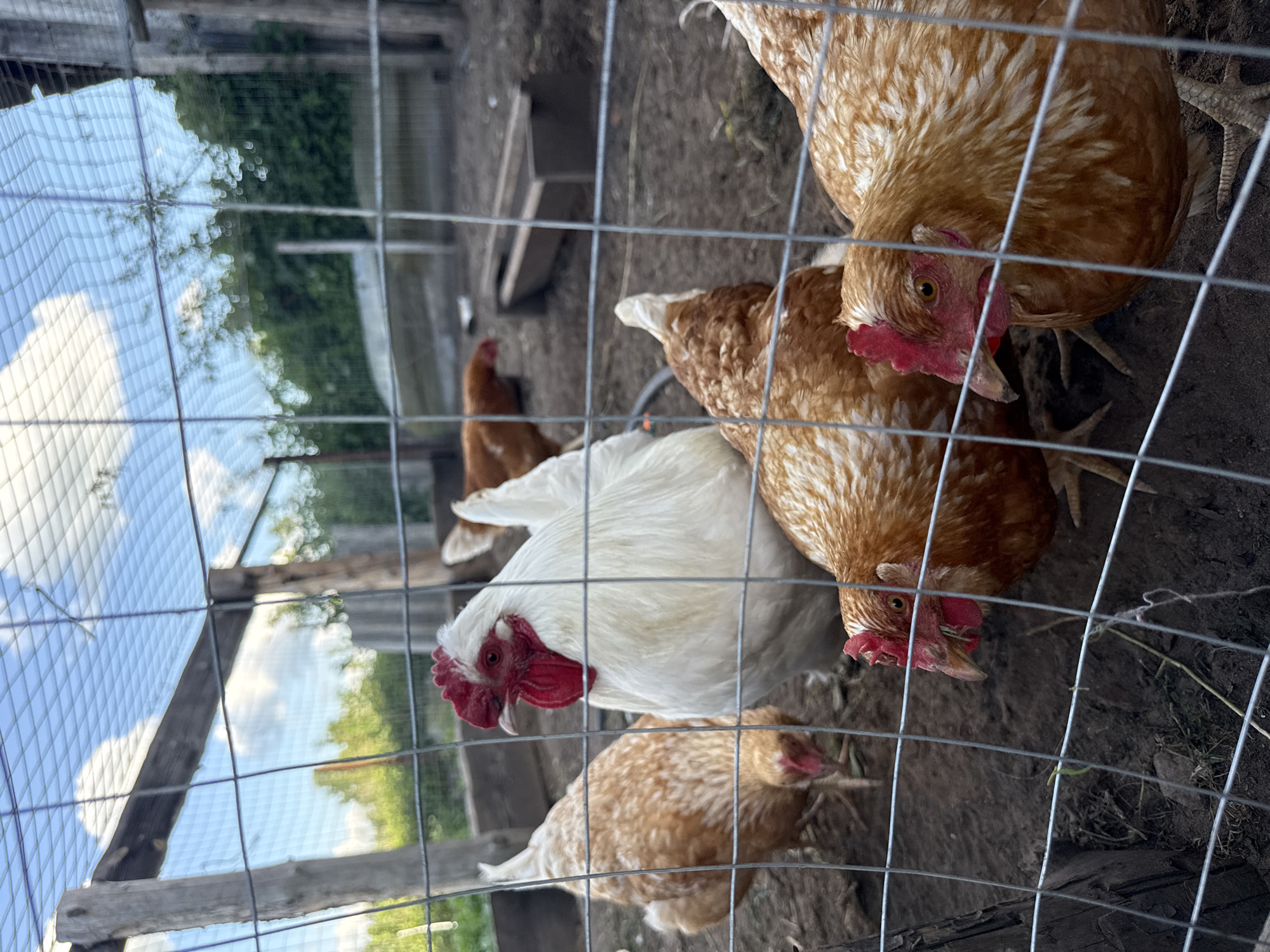 The image shows a flock of chickens in a fenced-in enclosure. The enclosure appears to be made of wire mesh and wooden posts. The ground within the enclosure is dirt. In the background, there are trees and a blue sky with some clouds. The chickens are of various colors, including white and brown. One of the chickens, a white one with a red comb, is prominent in the foreground. Another brown chicken is visible in the lower right of the frame, with its head turned to the side. In the background, a brown chicken is partially visible, and a wooden feeder is also present. The overall scene suggests a farm or backyard setting. The specific location in the city of Уральское, Russia cannot be determined from the image alone.