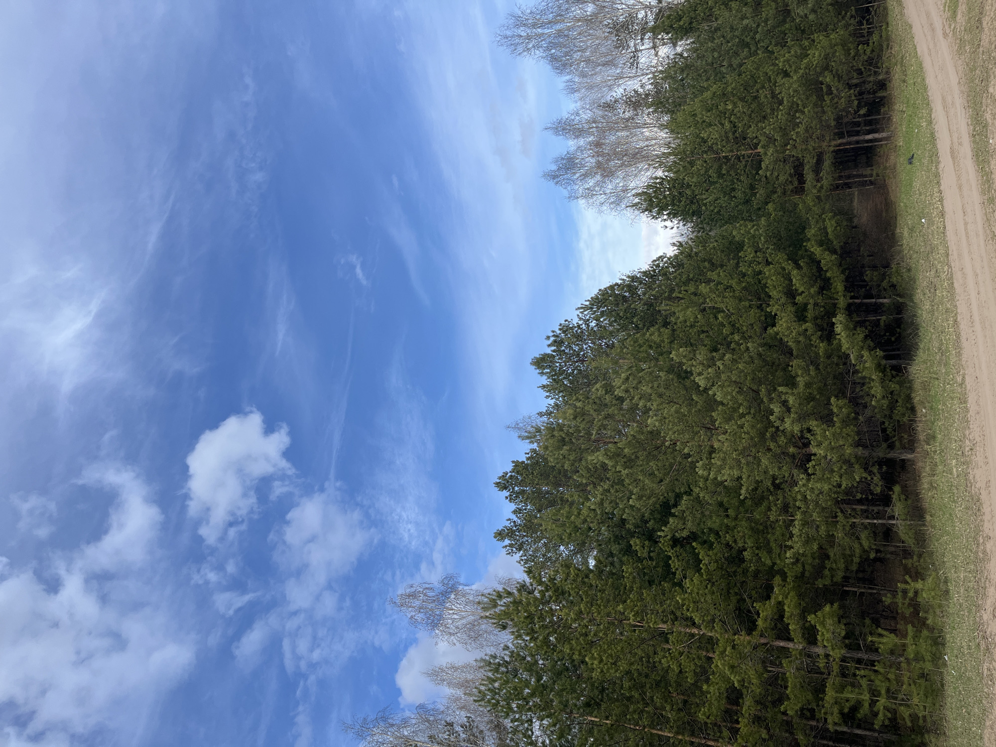 The image shows a view upwards towards a blue sky with scattered clouds. The right side of the image is bordered by a dense green forest. A dirt path or road runs along the edge of the forest. There is a row of bare birch trees without leaves separating the forest and sky.
It is not possible to identify the exact location or confirm that the picture was taken in the city of Chaikovsky, Russia based solely on the image.