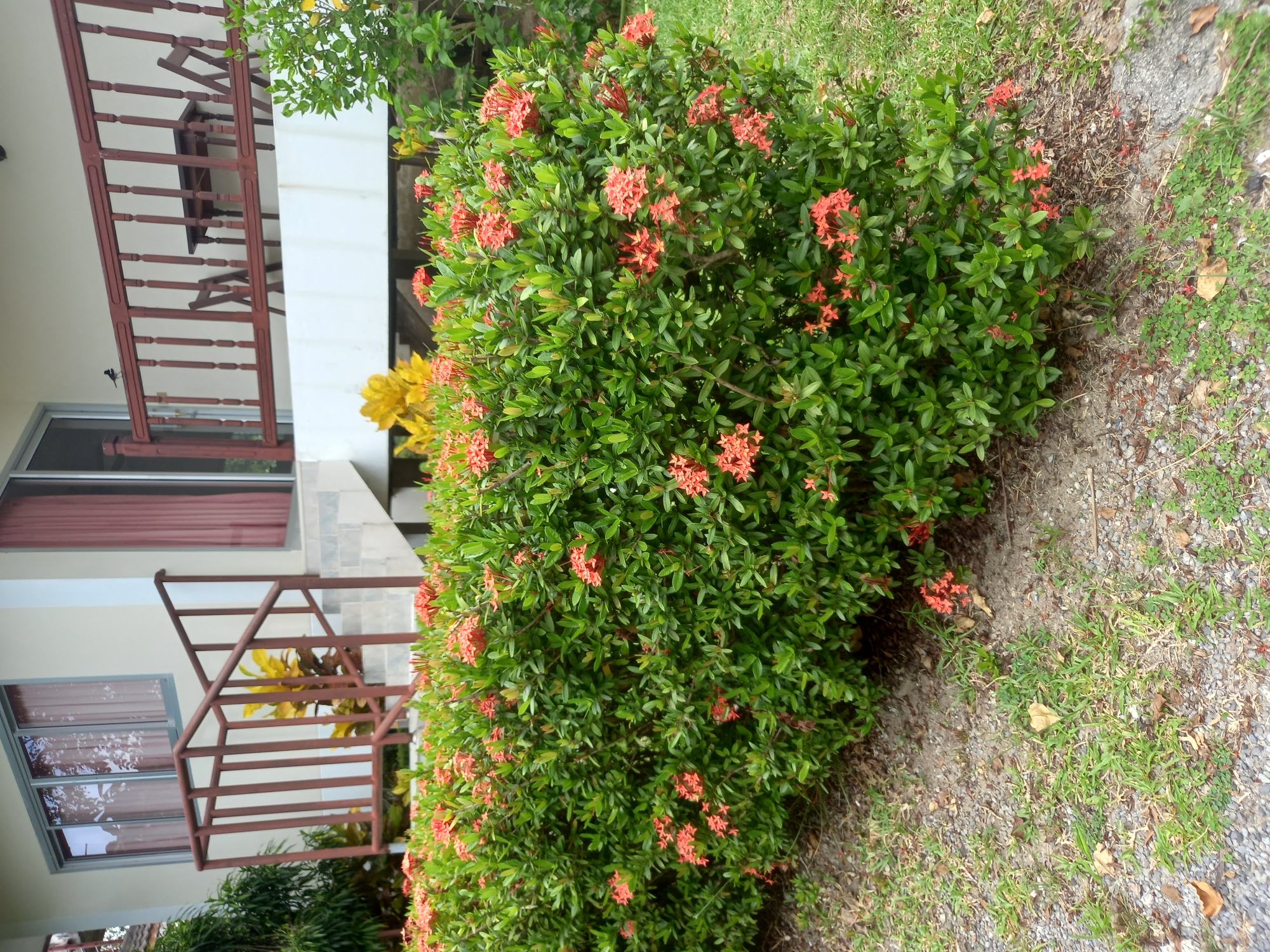 This image depicts an outdoor scene in Baan Mae Nam, Thailand, likely in front of a building. In the foreground, a dense green bush laden with clusters of small red flowers is the primary focus. The bush is situated on a ground covered with gravel and sparse grass. Behind the bush, a set of concrete stairs with a dark red railing leads up to a white building. The building has windows with pinkish curtains visible and a wooden balcony with a railing, where a small bird is perched. A wooden table and chairs are set on the balcony. The overall environment appears to be tropical, with lush greenery and the characteristic architecture of the region.