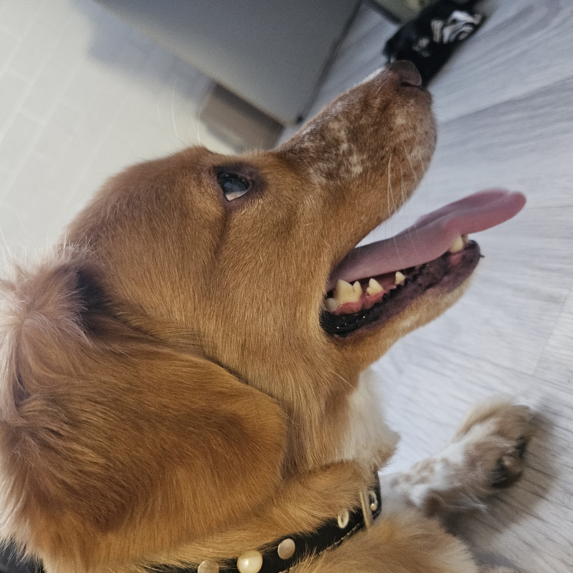 A medium shot photograph captures the head and upper body of a tan and white dog in profile. The dog's mouth is open, with its pink tongue hanging out, and its teeth are visible. The dog appears to be panting. It is wearing a black collar adorned with decorative studs. The background is out of focus, showing a light-colored wooden floor and a blurred gray surface that could be furniture or a wall. No specific landmarks or context indicate a location in Chelyabinsk, Russia.