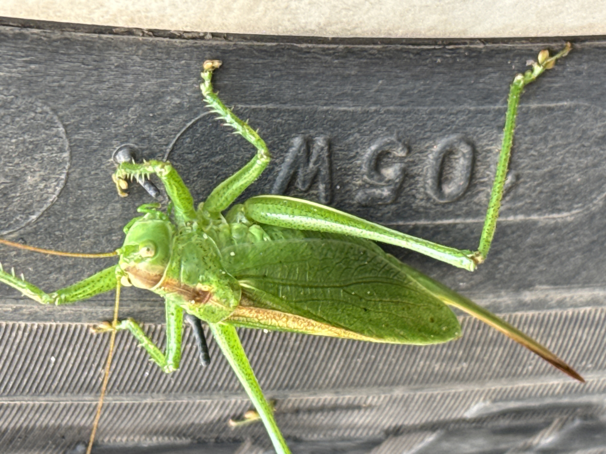 A close-up, eye-level shot shows a bright green katydid with brown markings on its head and wings, clinging to a dark, textured surface. The surface appears to be some sort of industrial material with raised ridges and embossed numbers, possibly "460". The katydid's long antennae extend upwards, and its spiky legs are visible. The background is out of focus, suggesting a shallow depth of field. The lighting is natural and casts soft shadows. The scene implies an outdoor setting, potentially in a garden or near a structure. The exact location in Votkinsk, Russia cannot be determined from the image alone.