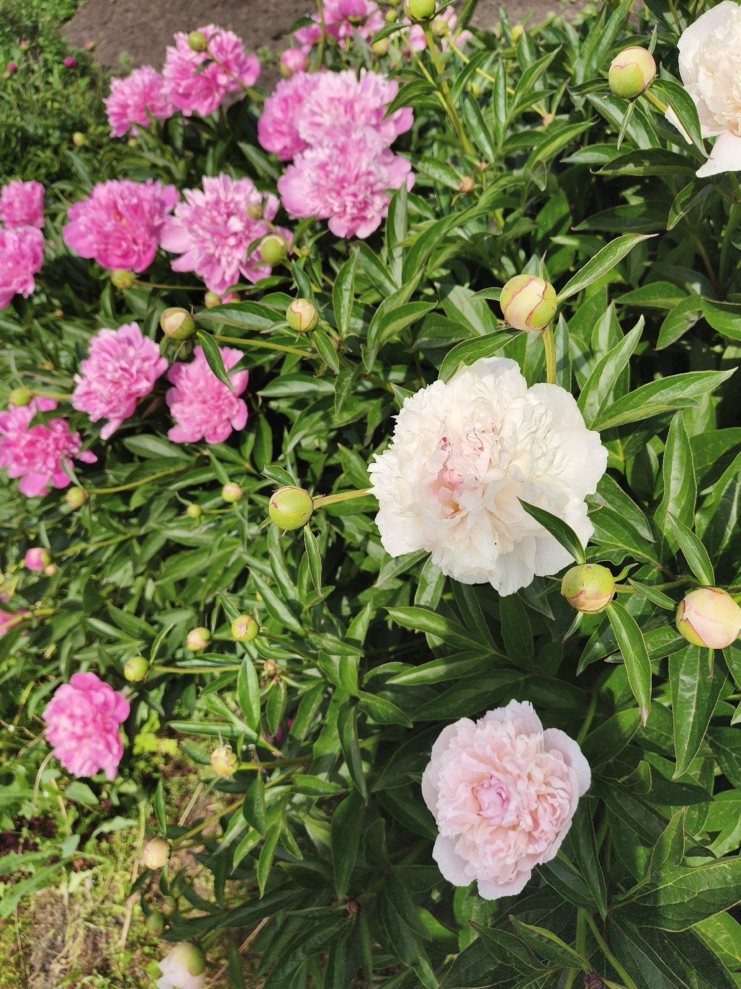 The image shows a close-up view of a garden filled with pink and white peonies in bloom. The peonies are in various stages of development, with some fully open flowers and others still in bud. The flowers are surrounded by lush green foliage. The ground beneath the peonies is visible in some areas, with a mix of soil and grass. The scene appears to be a sunny day, with natural lighting illuminating the flowers. There are no people or animals visible in the image. The image is taken from a slightly elevated perspective, looking down on the peonies. This scene is likely located in a garden or park in the city of Krasnogorskoye, Russia, a place known for its natural beauty and green spaces.