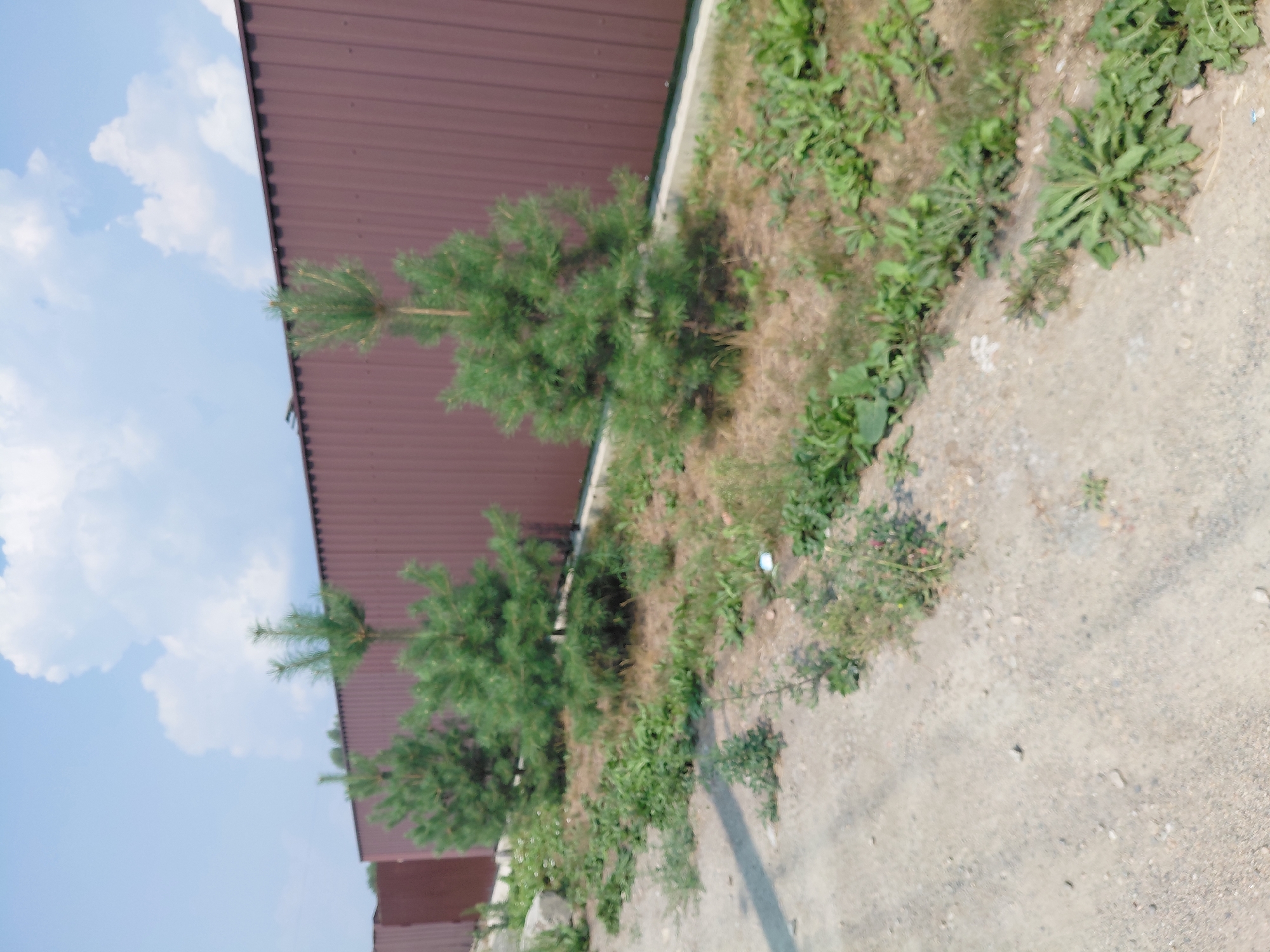 The image depicts a row of young pine trees planted in front of a tall, corrugated metal fence. The fence is a dark reddish-brown color and stretches across the frame, suggesting it marks a boundary. The ground in front of the fence is covered with dry soil and sparse green vegetation, including weeds and grasses. To the left of the trees, there is a dirt path or road with loose gravel. The sky above is blue with scattered white clouds. The scene appears to be an outdoor area, possibly on the outskirts of a residential or industrial zone in Novosibirsk, Russia, characterized by the combination of landscaping elements and a functional fence. There are no people or animals visible in the image, and no actions or interactions are taking place. The overall impression is one of a slightly unkempt but orderly outdoor space.