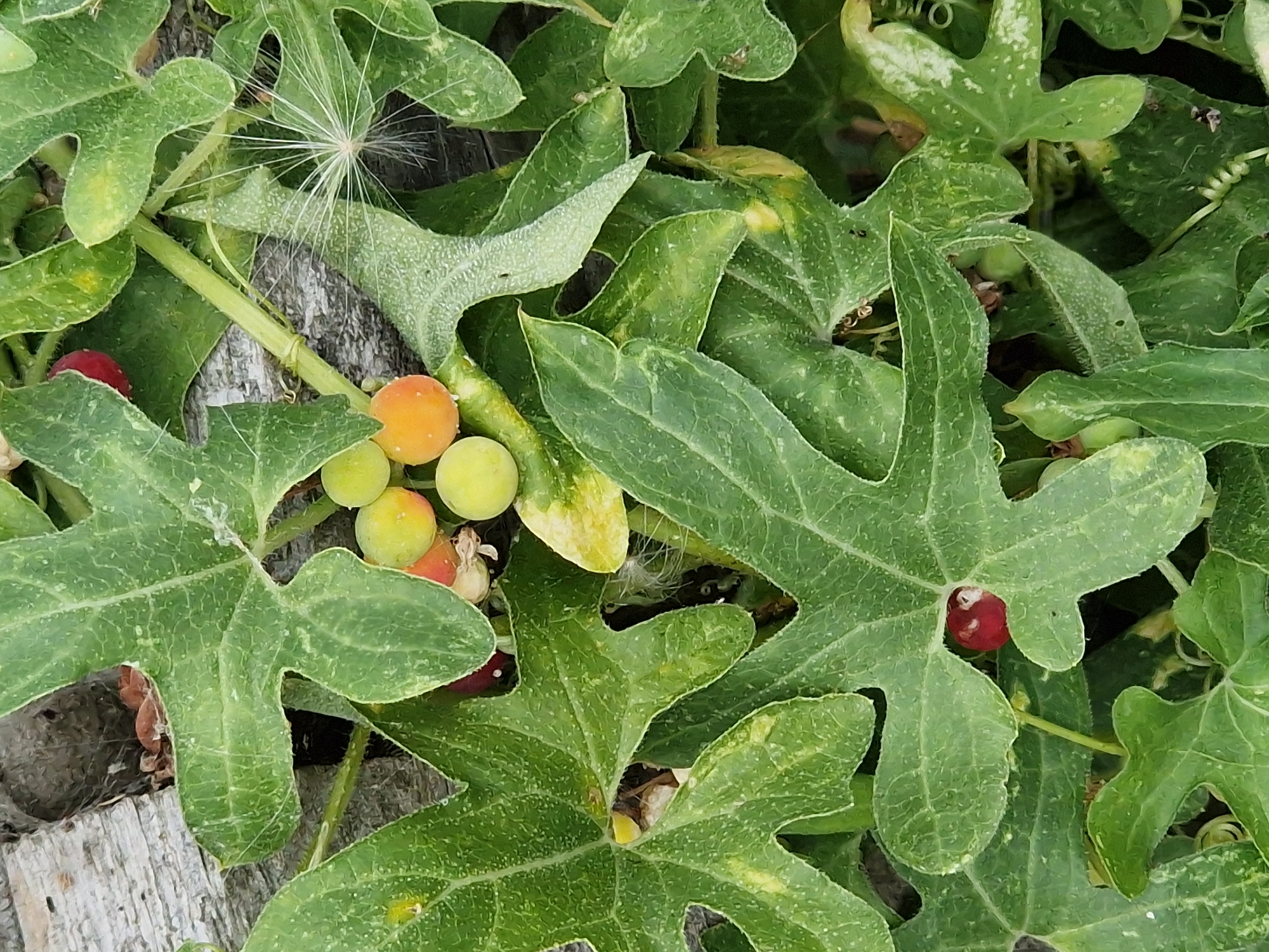 This is a close-up, overhead photograph of a plant with large, lobed green leaves and small, round fruits. The fruits are in various stages of ripeness, ranging from green to orange and red. Some of the leaves show signs of yellowing or spotting. A single white, feathery seed head is visible on the right side of the image. The plant appears to be growing outdoors, possibly in a garden setting, with glimpses of what looks like a weathered wooden surface and dark soil in the background. The lighting is natural, and the focus is sharp on the plant's details. There is no indication of the city of Canterbury, United Kingdom, or any specific environmental context beyond what is directly visible in the image.