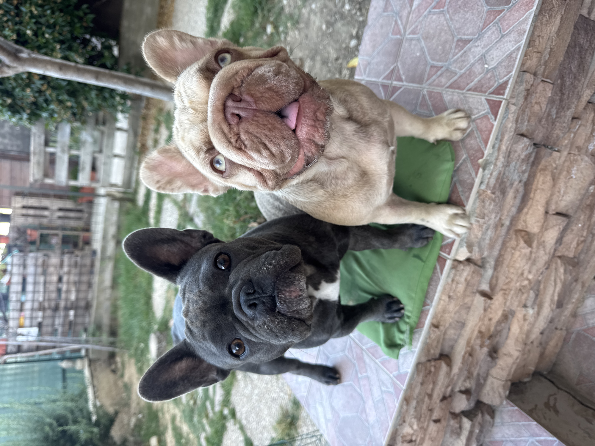 Two French Bulldogs, one fawn and one dark gray, are the subjects of this photograph. They are outdoors, positioned on a tiled patio with a stone wall to the right. The fawn dog is in the background, looking up with its tongue slightly out and its eyes wide open, giving it an inquisitive or playful expression. It appears to be sitting on a green cushion. The dark gray dog is in the foreground, also looking up at the camera with its large ears prominently displayed. Its expression is also alert and curious. Both dogs have characteristic flat faces and stocky builds. The setting suggests a residential backyard or patio area. Greenery and what appears to be fencing or garden structures are visible in the background, indicating a daytime setting, likely with fair weather. The image is shot from a high angle, looking down at the dogs.