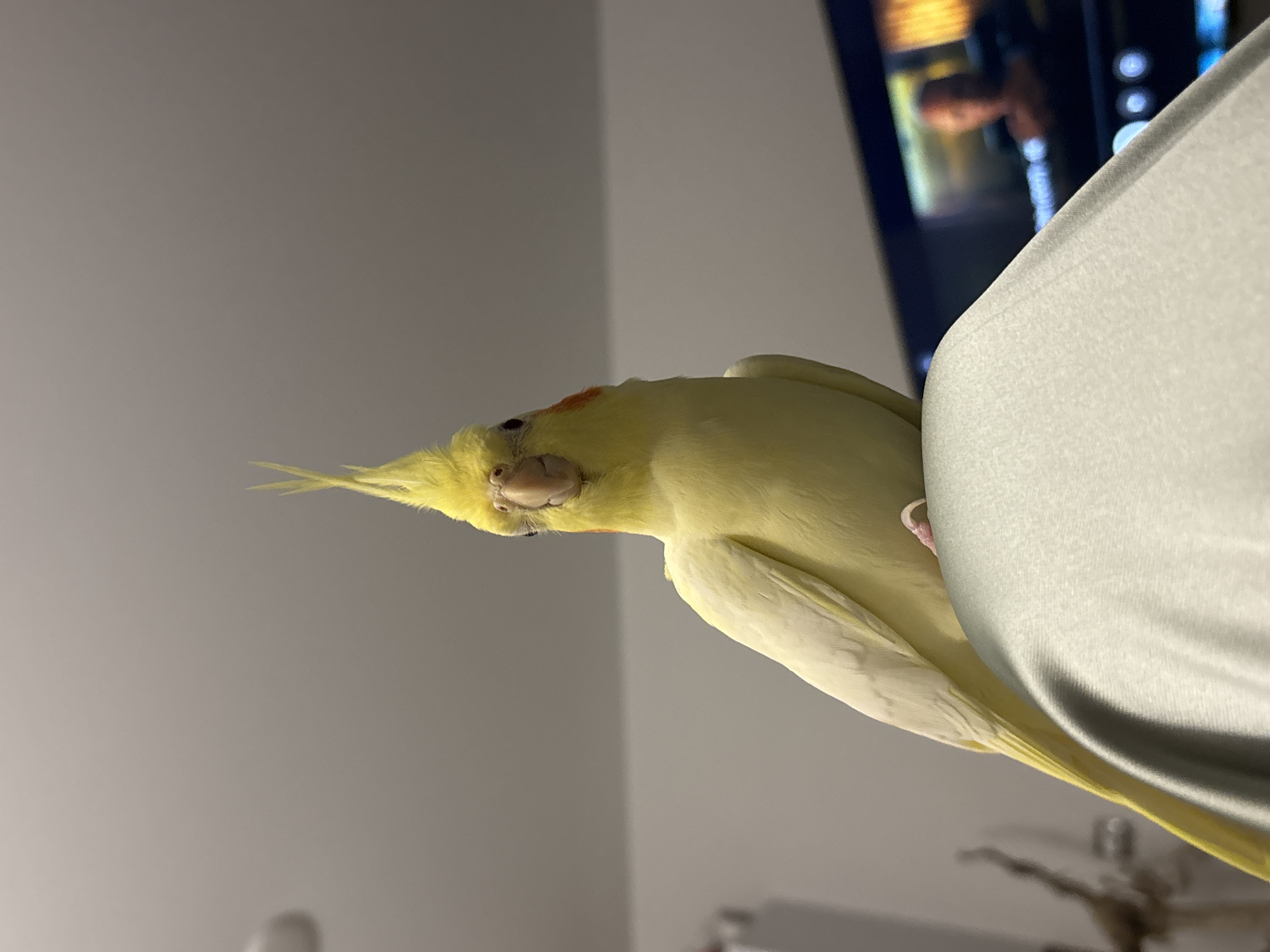 A yellow-feathered cockatiel, characterized by its upright yellow crest, orange cheek patches, and black eyes, is positioned centrally in the frame, looking directly towards the viewer with its head slightly tilted down. The bird is perched on a light-colored, smooth fabric surface, possibly a shoulder or upholstered furniture, which occupies the lower portion of the image. One of its pink feet is partially visible against the fabric. The background reveals a plain, light-grey ceiling or upper wall, indicating an indoor environment within a residence in Krasnoyarsk, Russia. To the lower right, a television screen is visible in a blurred state, displaying a dark-skinned individual from the chest up, against a bright, indistinct background, likely part of a program or movie. The overall lighting is dim and diffused.