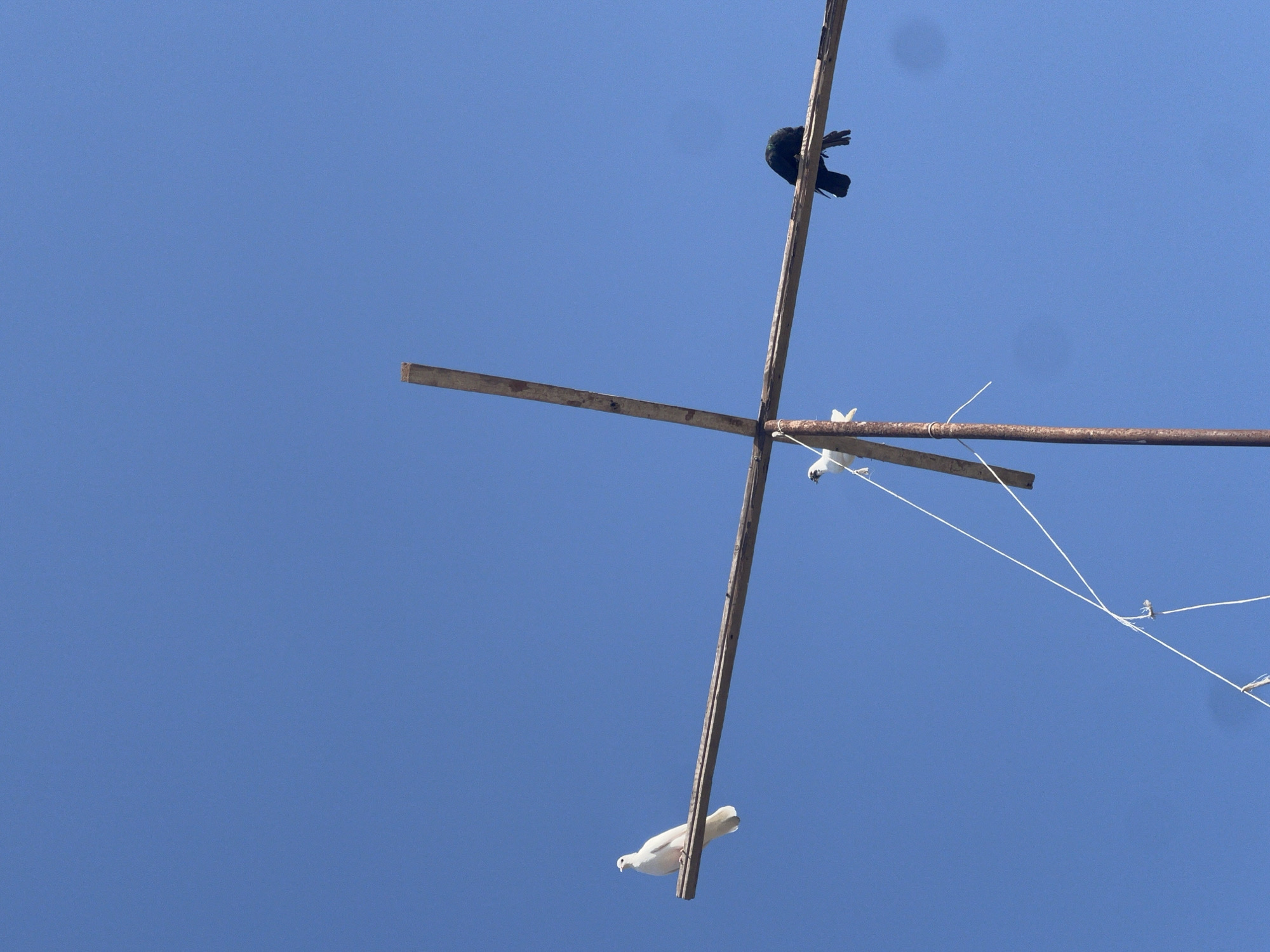 Three birds are perched on a rustic, cross-shaped wooden structure against a clear blue sky. On the left horizontal beam, a white dove is perched. In the center, a smaller white bird is perched on the junction of the two beams. On the right horizontal beam, a black bird is perched, facing to the left. The wooden structure appears weathered and is supported by a vertical pole. White strings are attached to the structure and extend downwards. The scene is set against a cloudless, vibrant blue sky, suggesting an outdoor, possibly urban, environment. There are no people or identifiable landmarks to confirm the location as Uzbekistan, Uzbekistan.