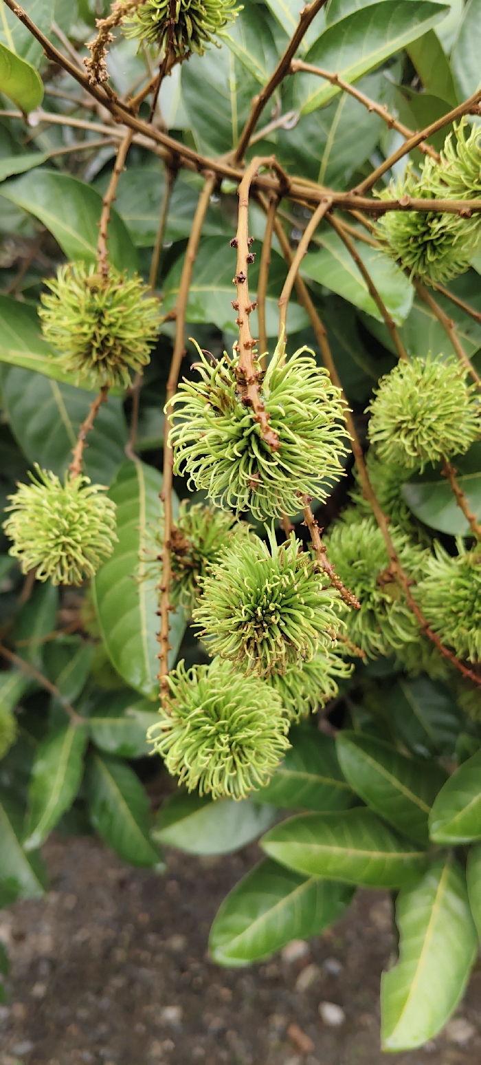The image displays a close-up view of unripe rambutan fruits (Nephelium lappaceum) hanging in clusters from their branches in Dayah Tuha, Indonesia. Approximately ten distinct fruits are visible, predominantly in various stages of immaturity, characterized by their lime green color and spherical to ovoid shapes. Each fruit is covered in numerous soft, flexible, hair-like spiny protuberances, also green, with some exhibiting minor brown discoloration at their bases or tips. The fruits are suspended from slender, woody, reddish-brown stems that show segmented structures and occasional small nubs. Surrounding the fruits and stems are numerous dark green, ovate to oblong leaves, some with visible venation, providing a natural, verdant backdrop. The lower portion of the image and areas further in the background reveal blurred foliage and a dark, possibly damp, pebbly ground surface. No people or active interactions are present in the scene.