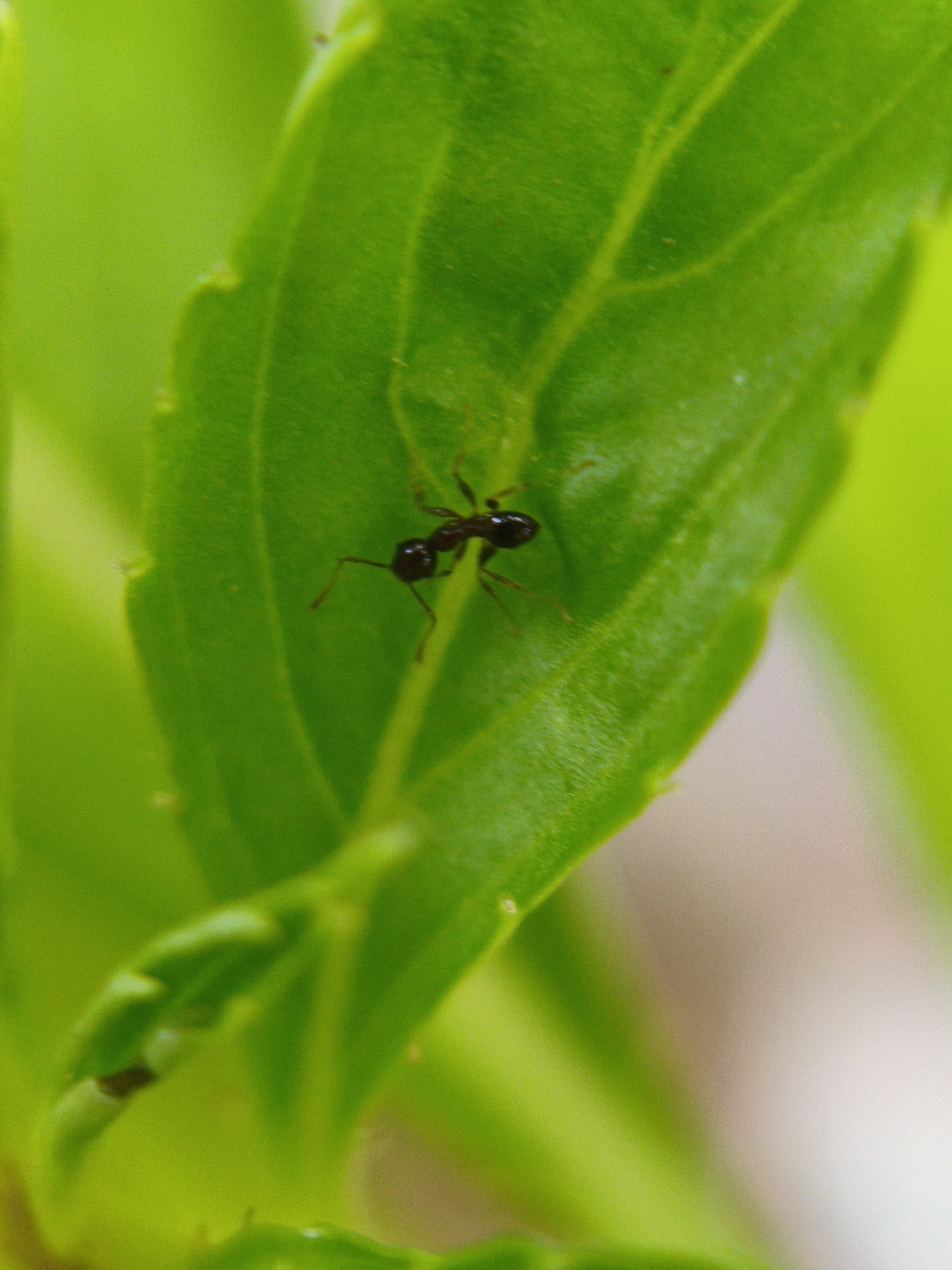 A close-up, vertical photograph captures a small, dark-colored ant positioned on a vibrant green leaf. The ant, sharply in focus, is visible towards the upper right of the frame, showcasing its segmented body, head with antennae, and six legs spread out on the leaf's surface.
The leaf itself is a rich green, displaying clear, slightly raised veins and a subtle texture. Its edges are visible, curving slightly. The depth of field is shallow, creating a soft, blurred background composed primarily of other green foliage and lighter, out-of-focus areas, suggesting natural light and an outdoor setting. The healthy appearance of the plant is consistent with the tropical climate of Lhokseumawe, Indonesia.
The ant appears to be stationary, possibly resting or exploring the leaf. No other distinct subjects, specific activities, or visible text are present. The lighting suggests it was taken during the daytime. The overall impression is one of a serene, natural micro-scene.
