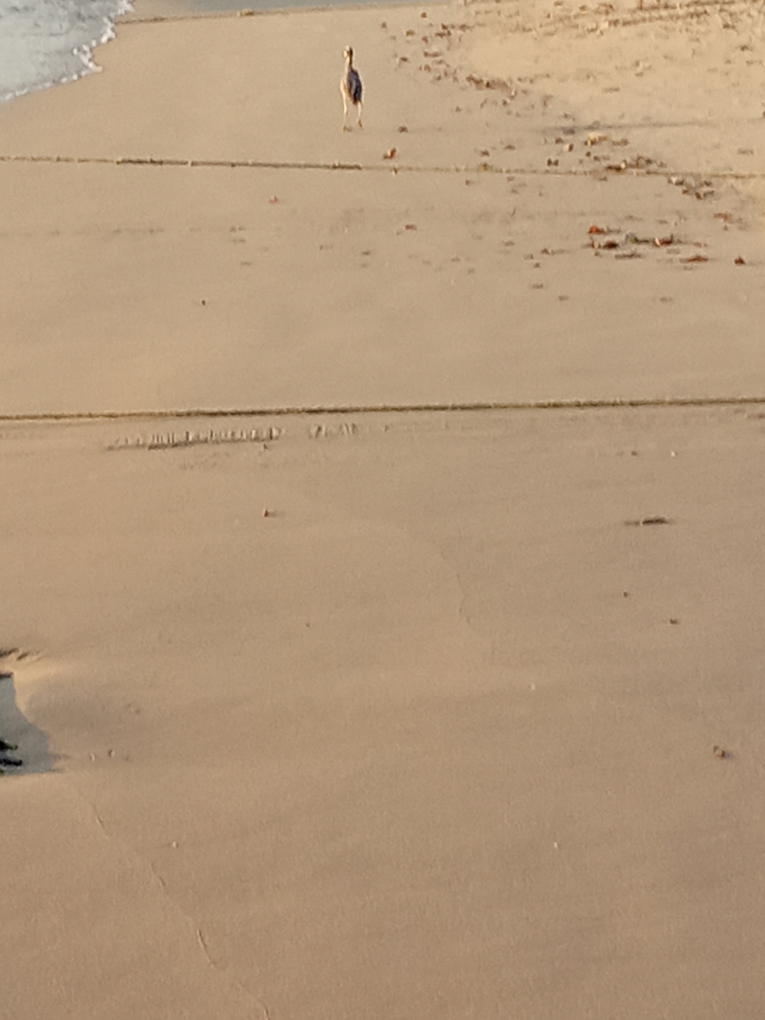 This image shows a sandy beach near Juan Griego, Venezuela. A single bird stands further down the beach near the shoreline. Debris litters the sand. The water’s edge appears on the upper left portion of the image.